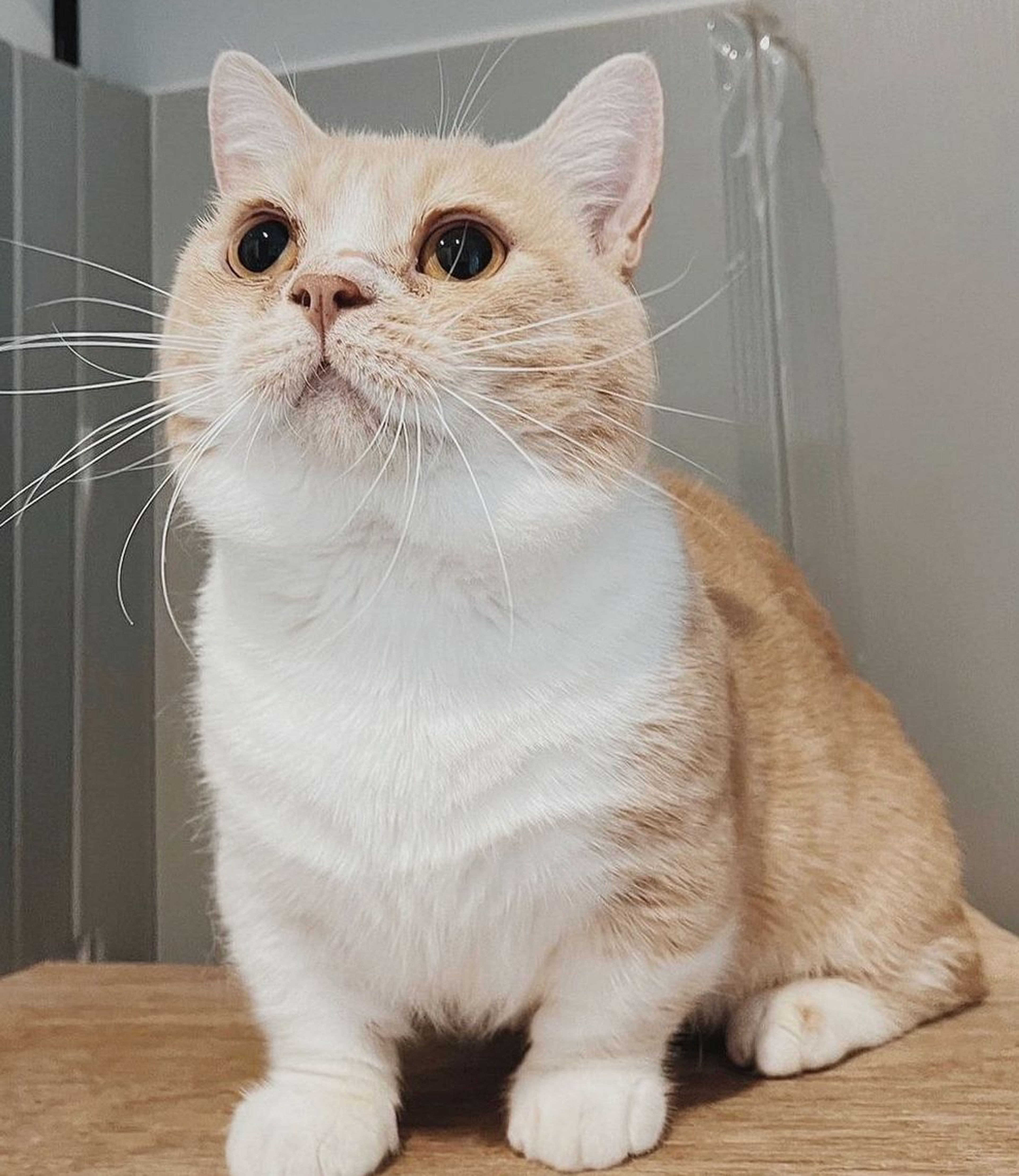 マンチカン・オスの里親募集の写真