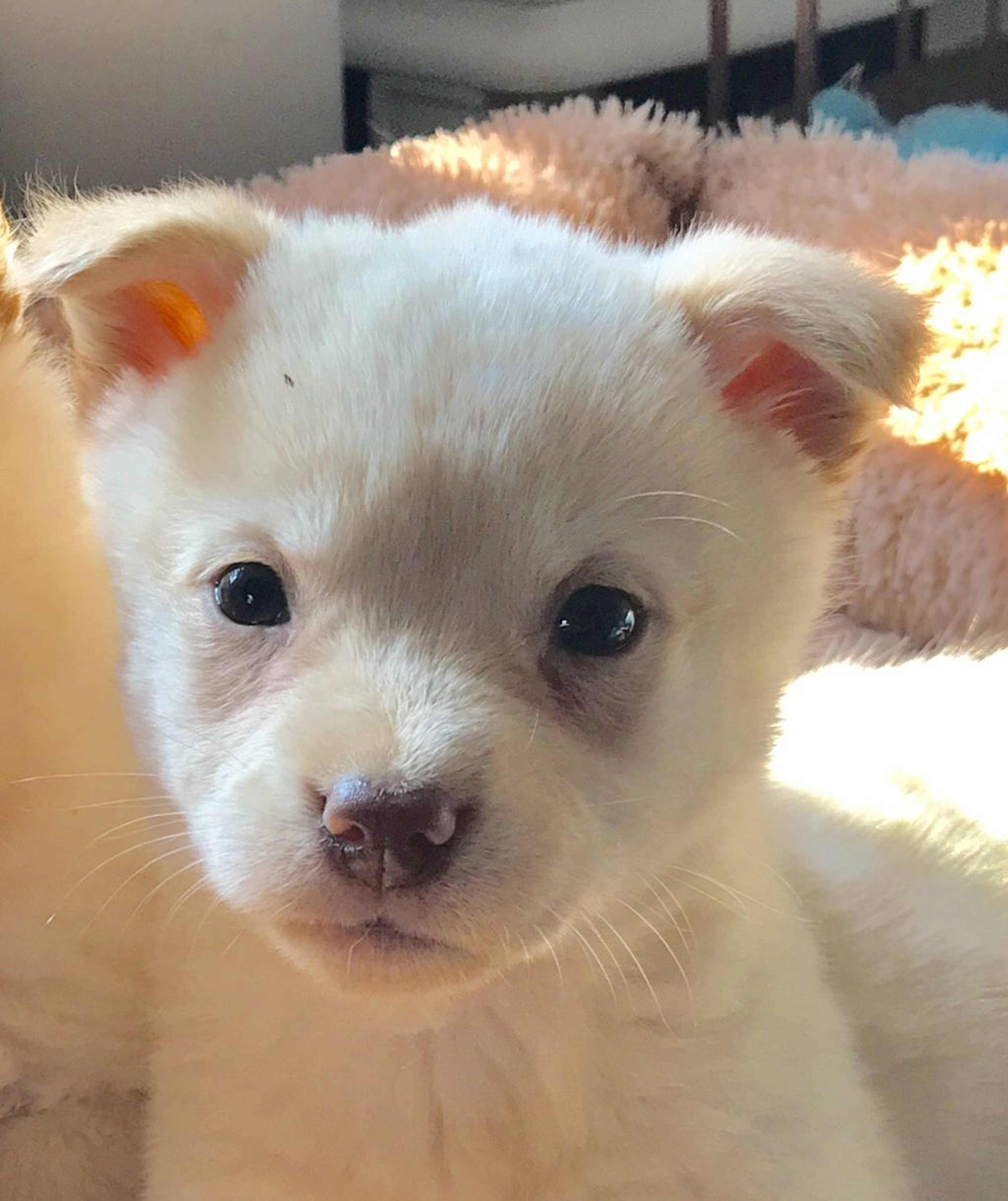 雑種（ミックス犬）・メスの里親募集の写真