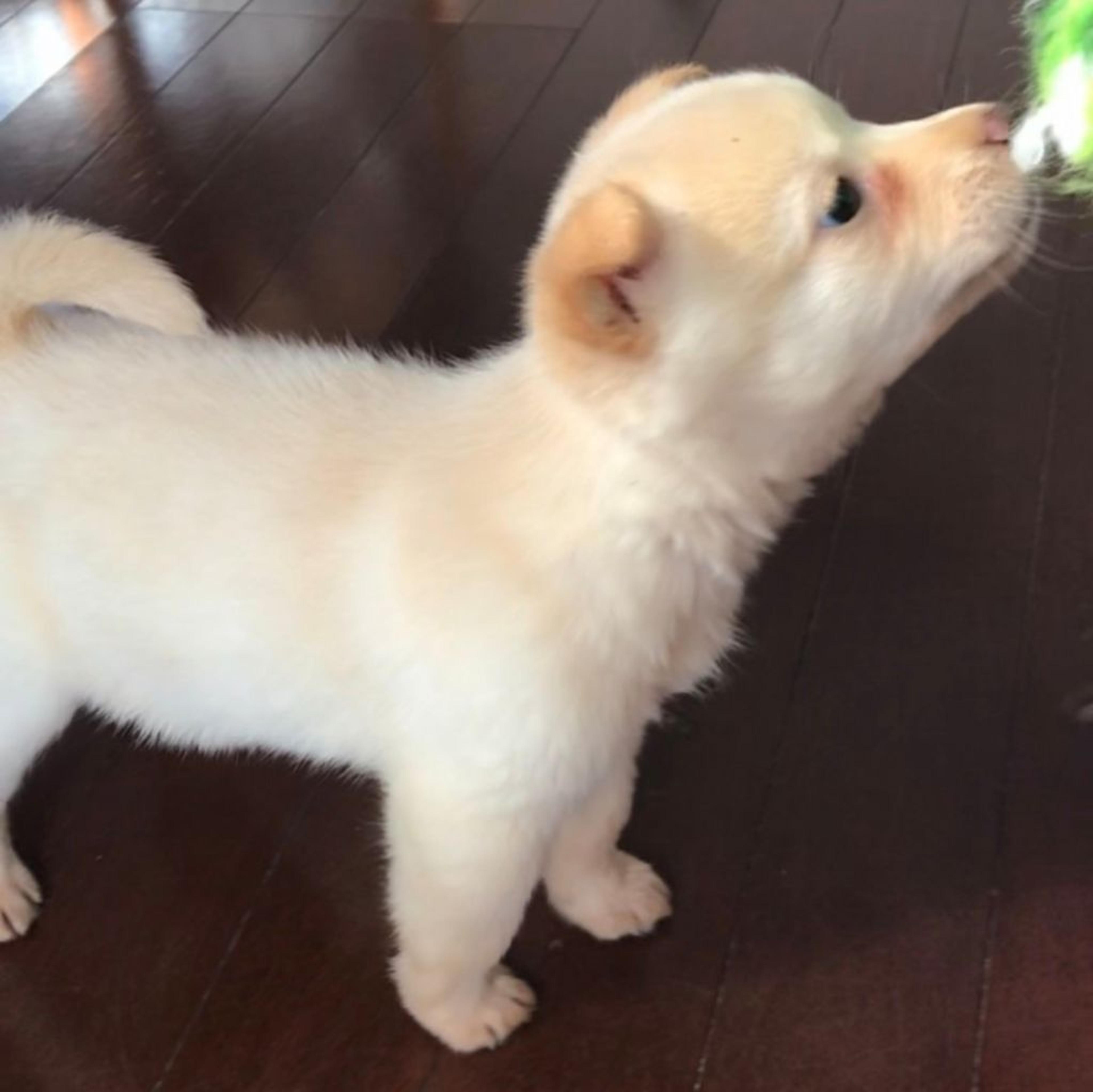pet-image-2