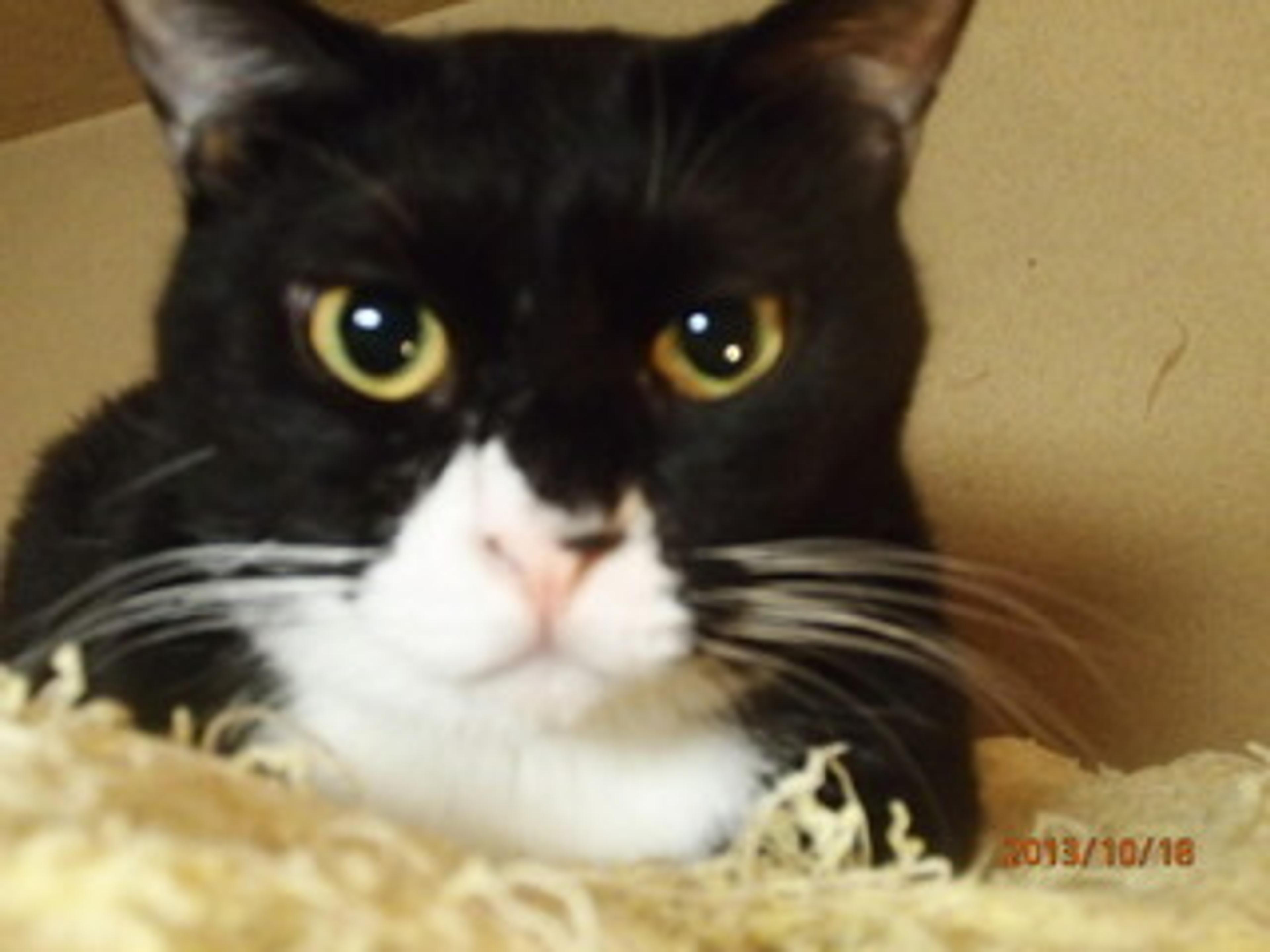 pet-image-3