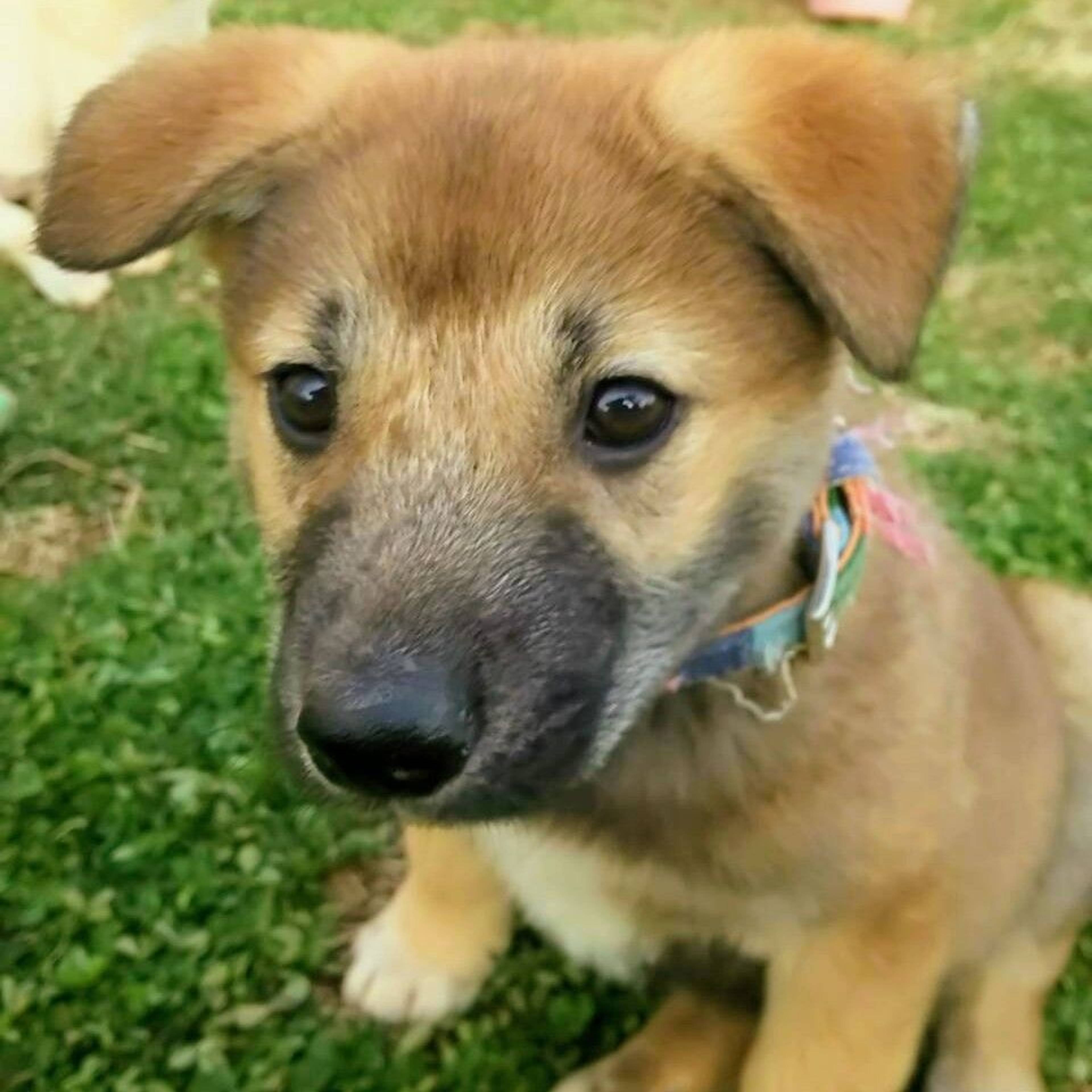 雑種（ミックス犬）・オスの里親募集の写真