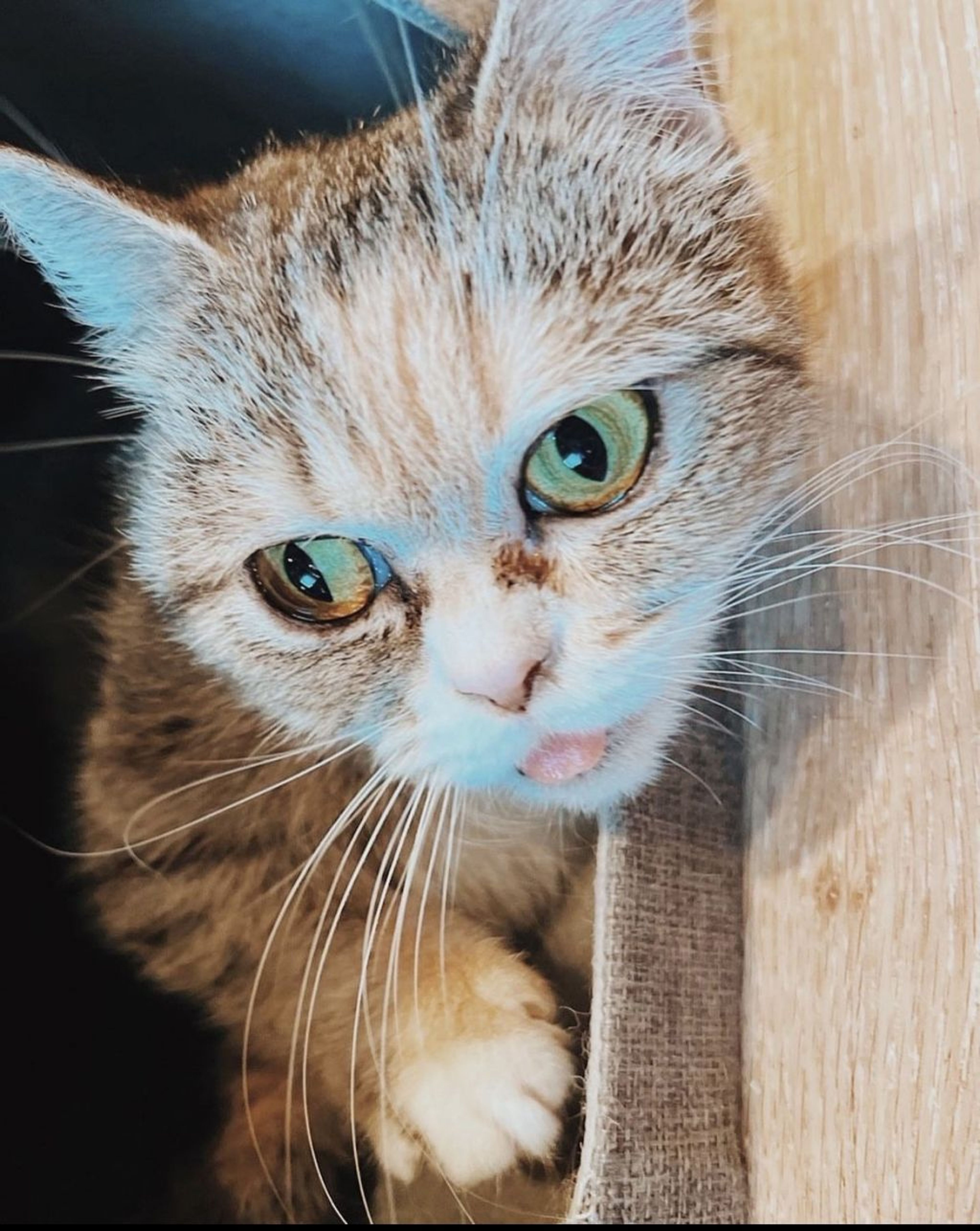マンチカン・メスの里親募集の写真