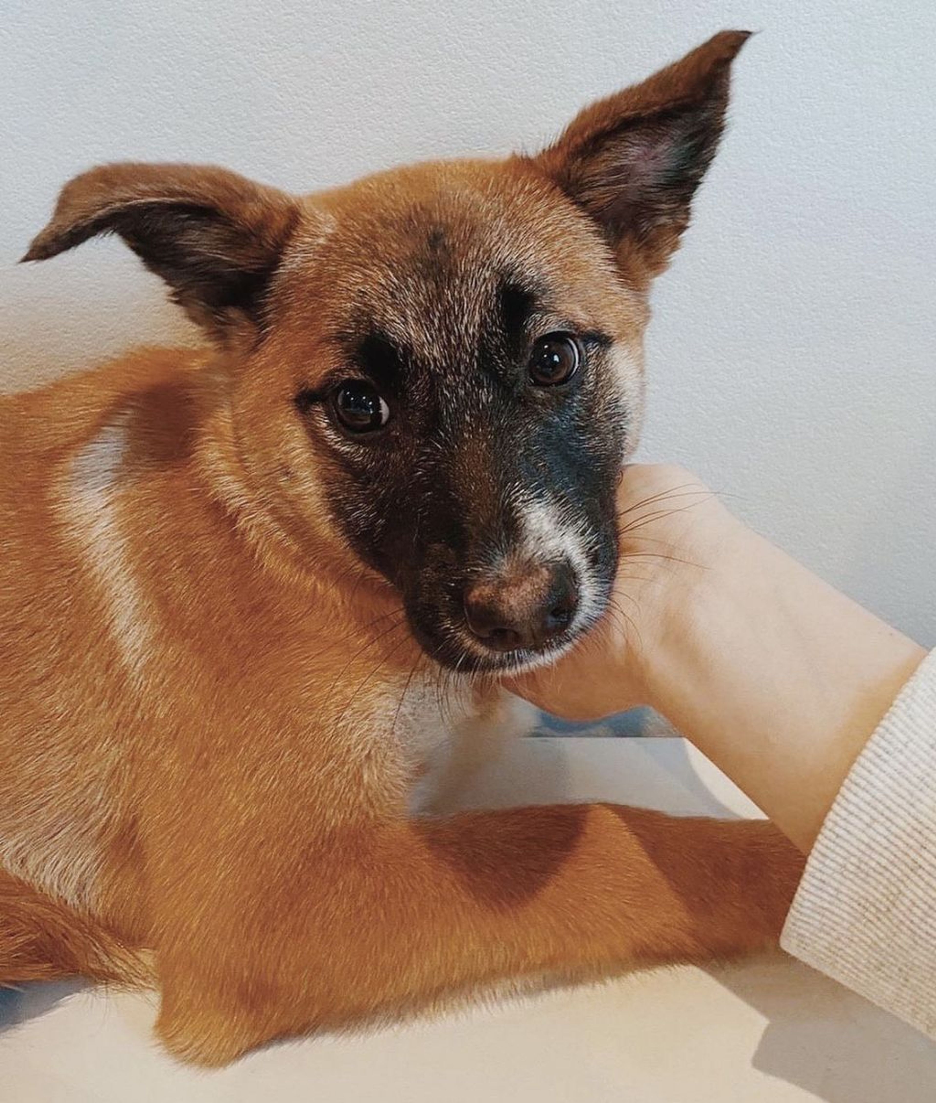 雑種（ミックス犬）・メスの里親募集の写真