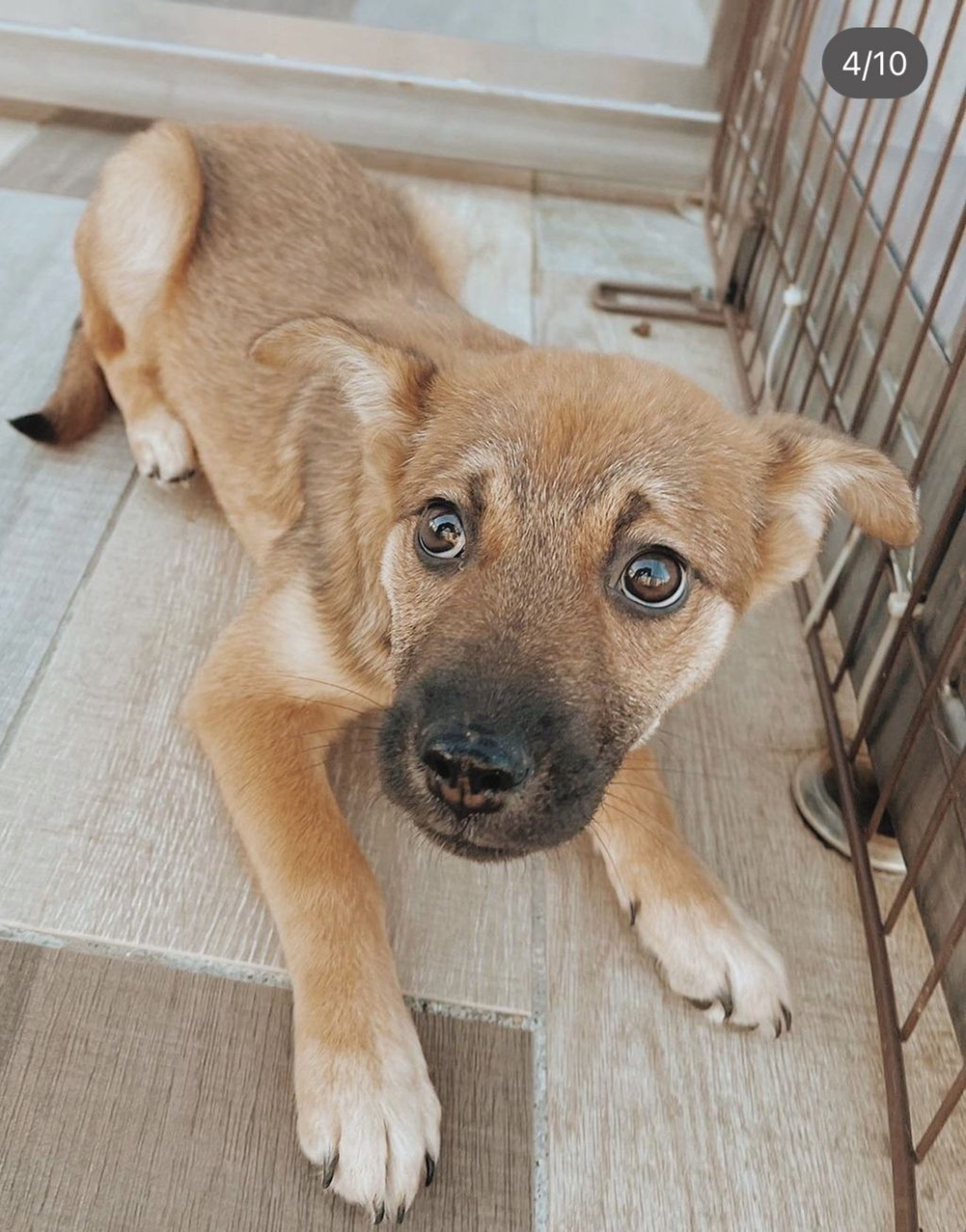 雑種（ミックス犬）・メスの里親募集の写真