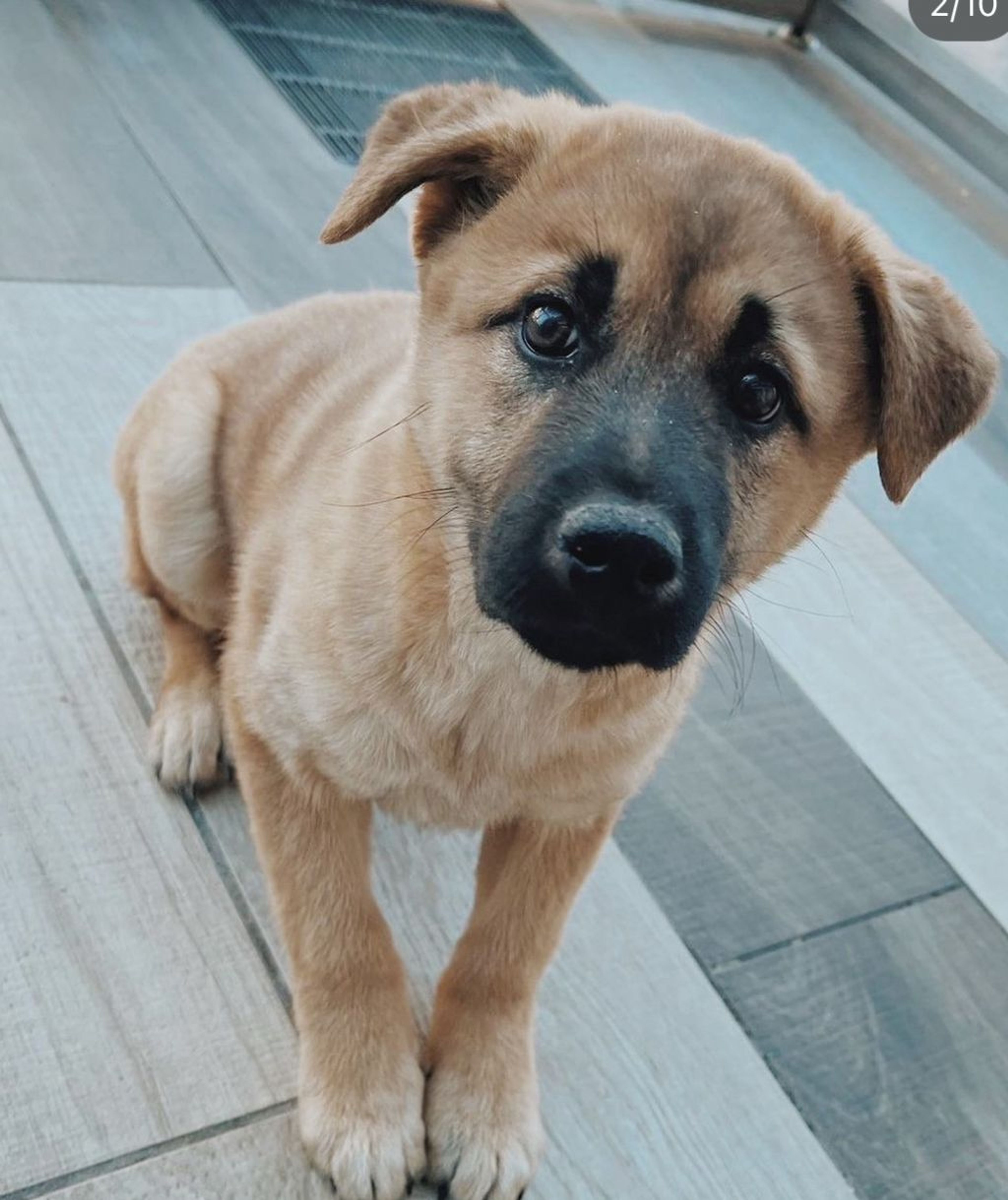 雑種（ミックス犬）・メスの里親募集の写真