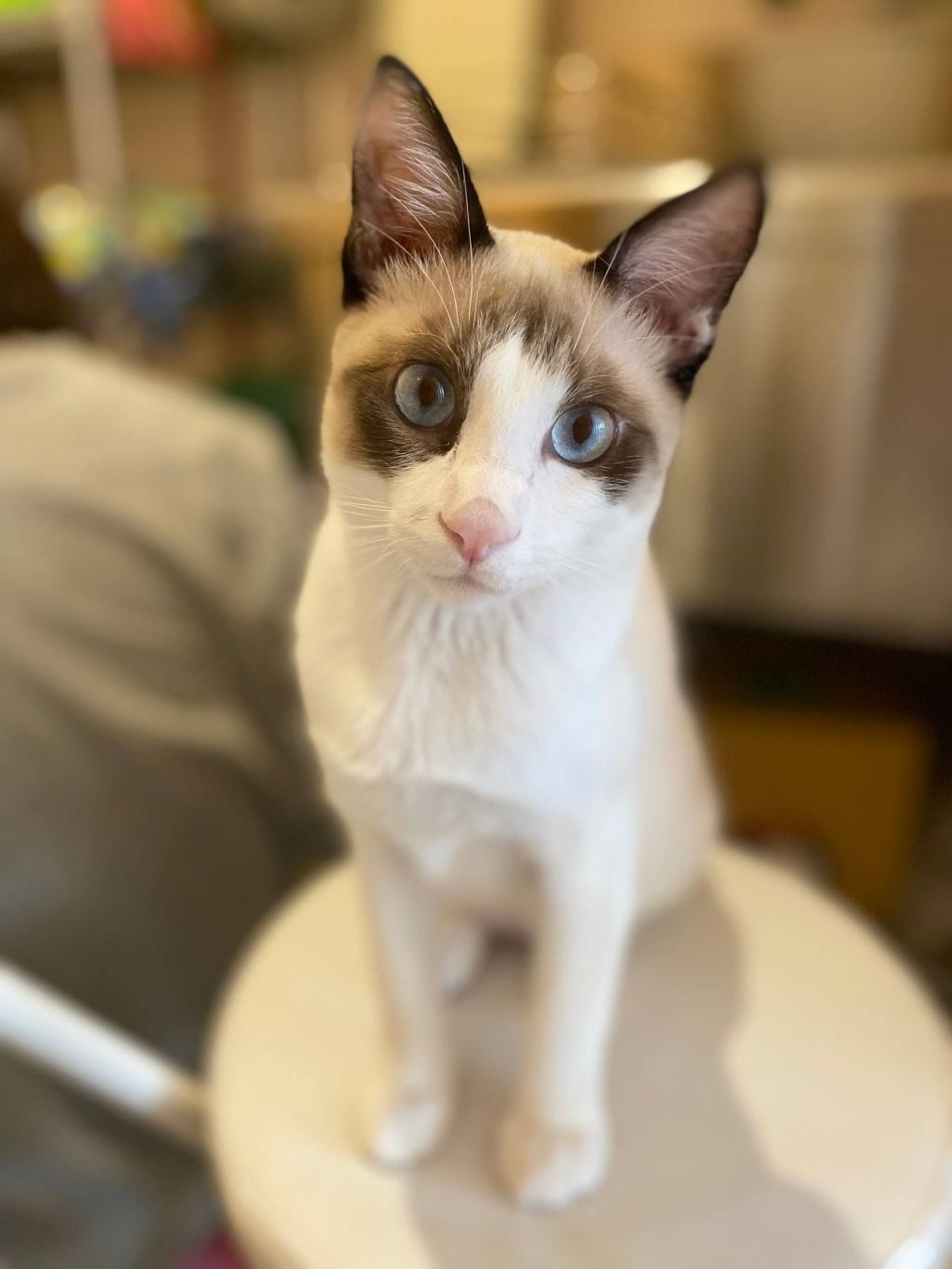 雑種（ミックス猫）・オスの里親募集の写真