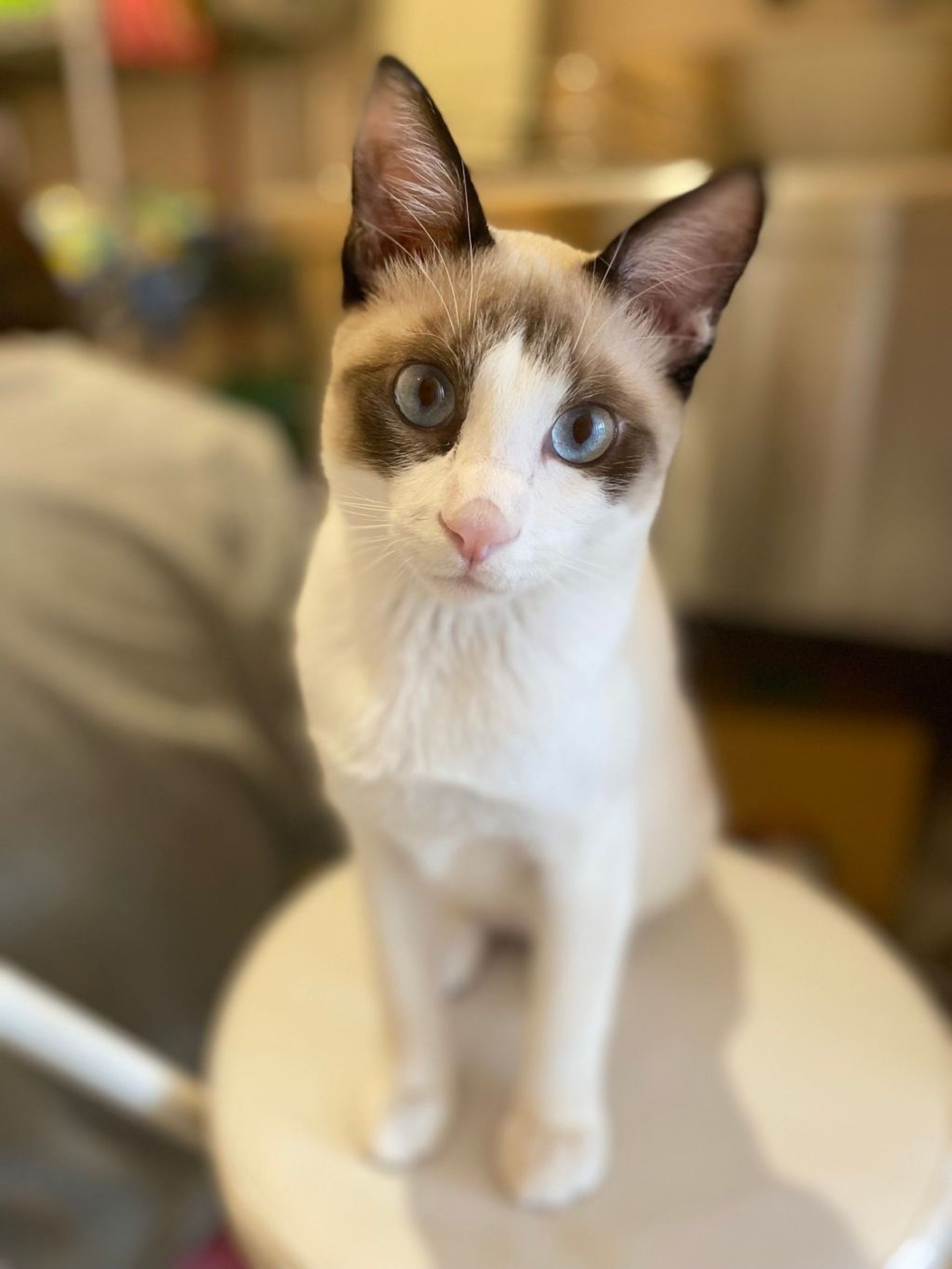 雑種（ミックス猫）・オスの里親募集の写真