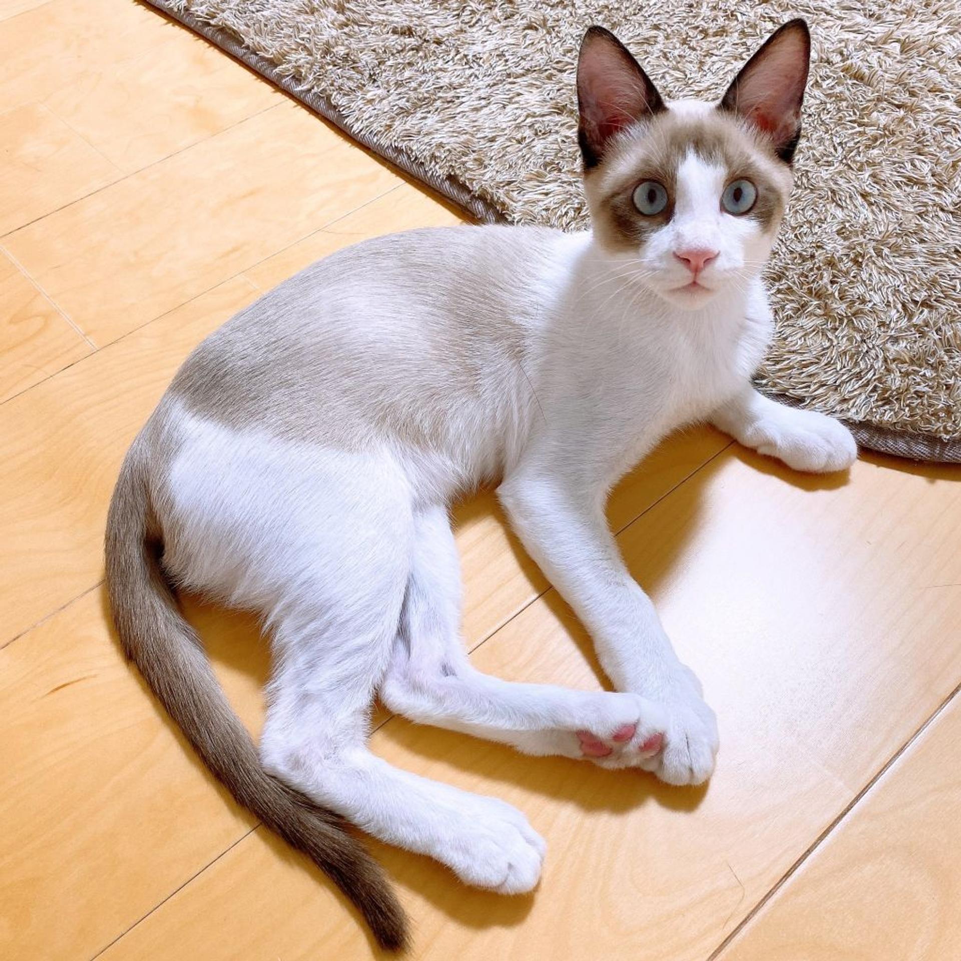 pet-image-3