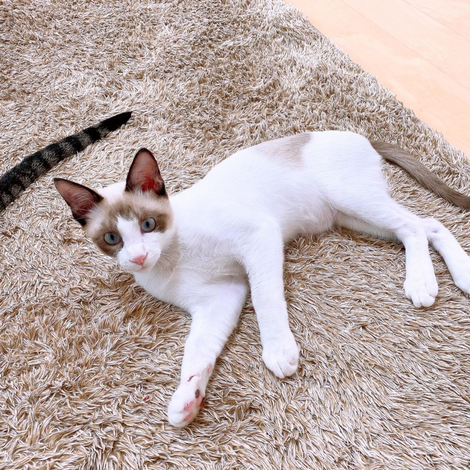 pet-image-4
