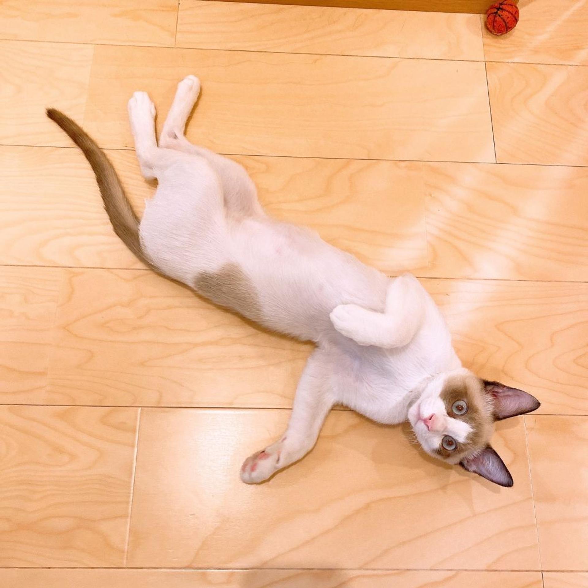 pet-image-5