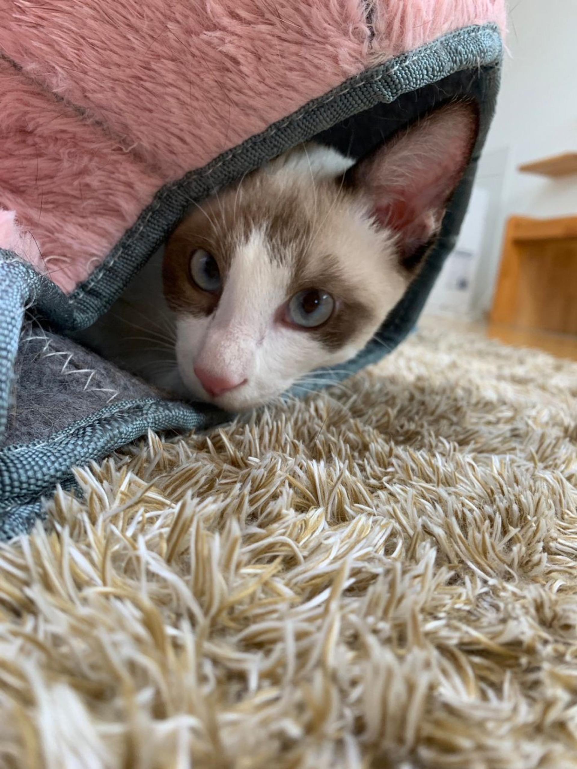 pet-image-7