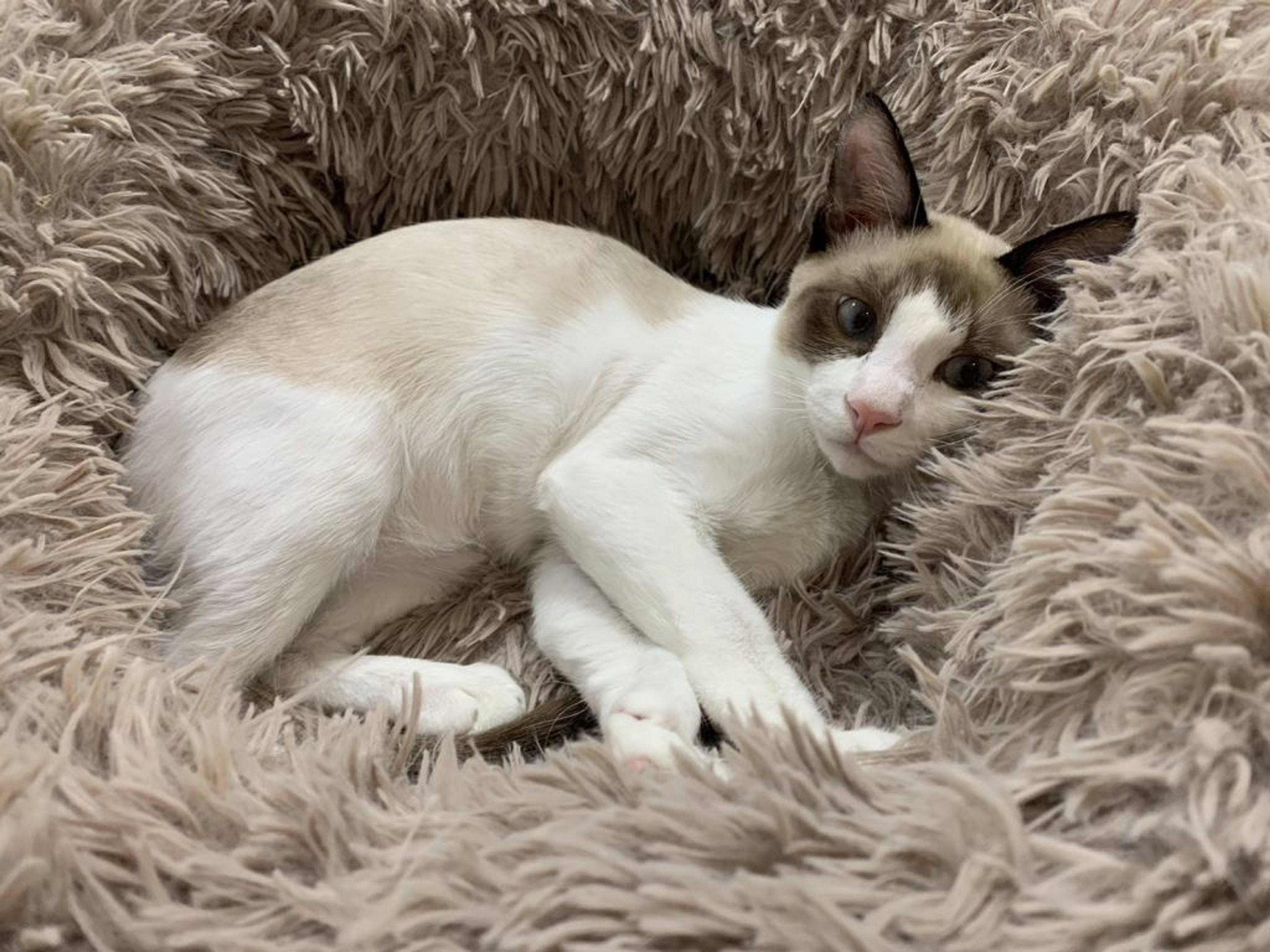 pet-image-8
