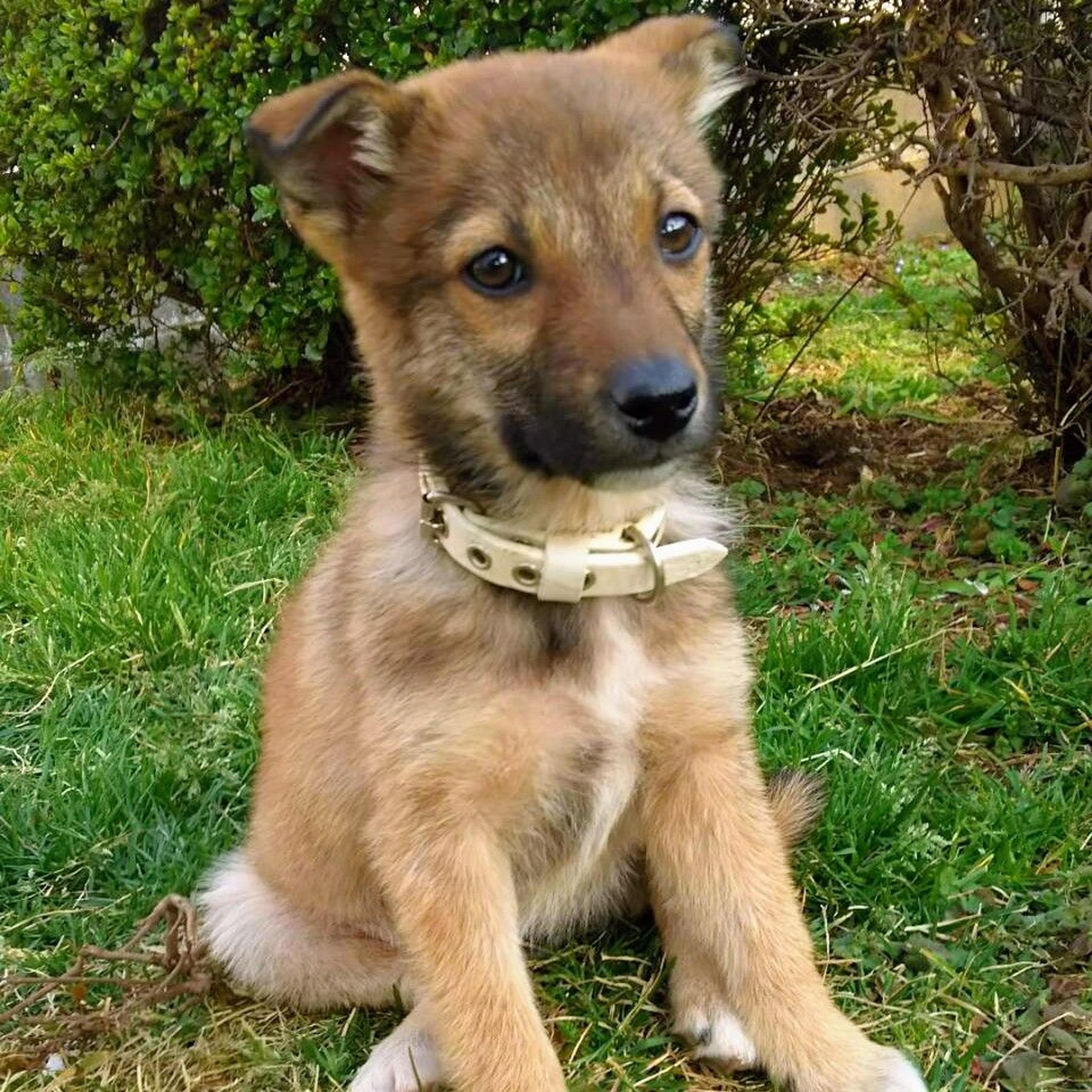 pet-image-2