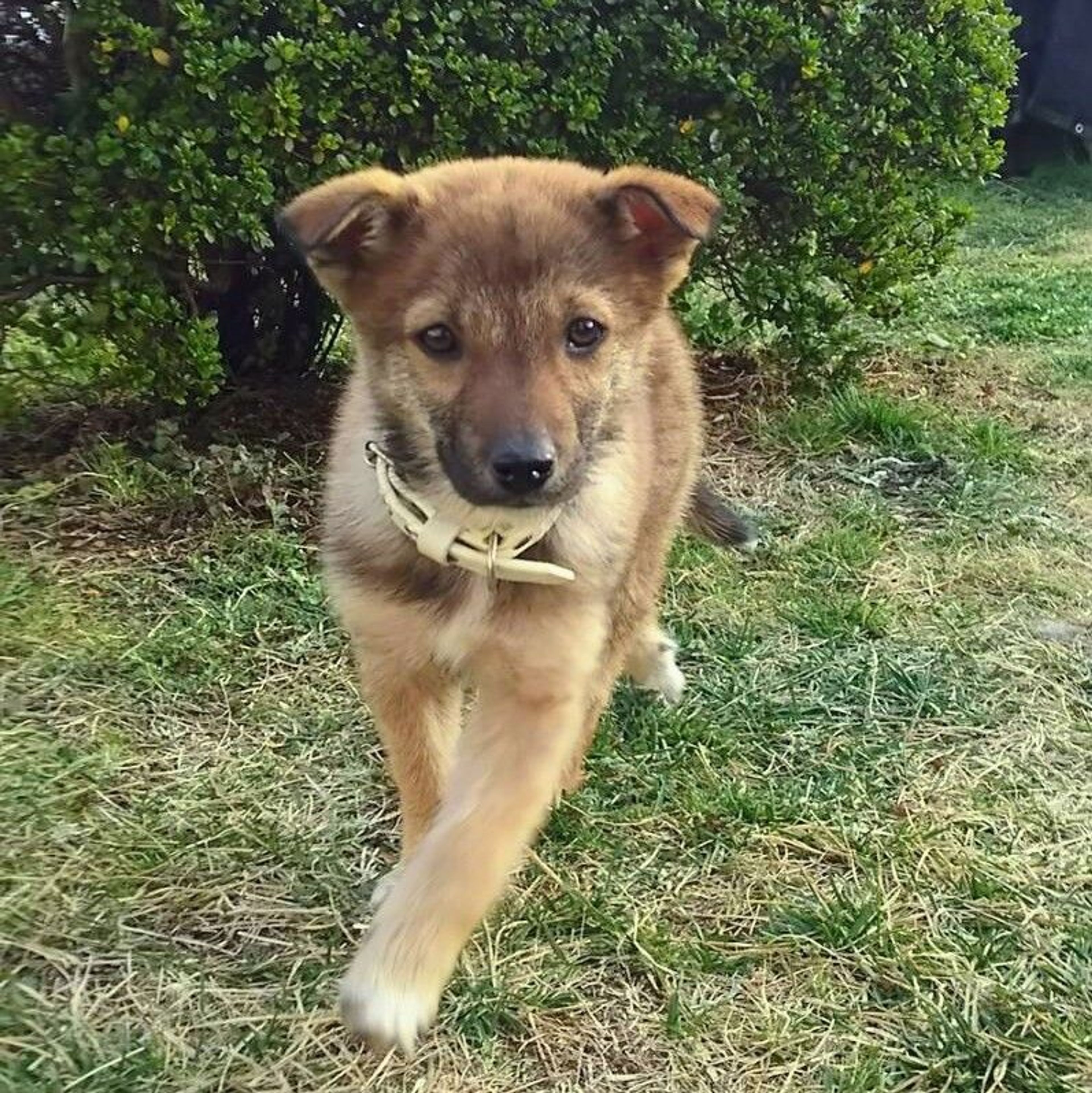 pet-image-3