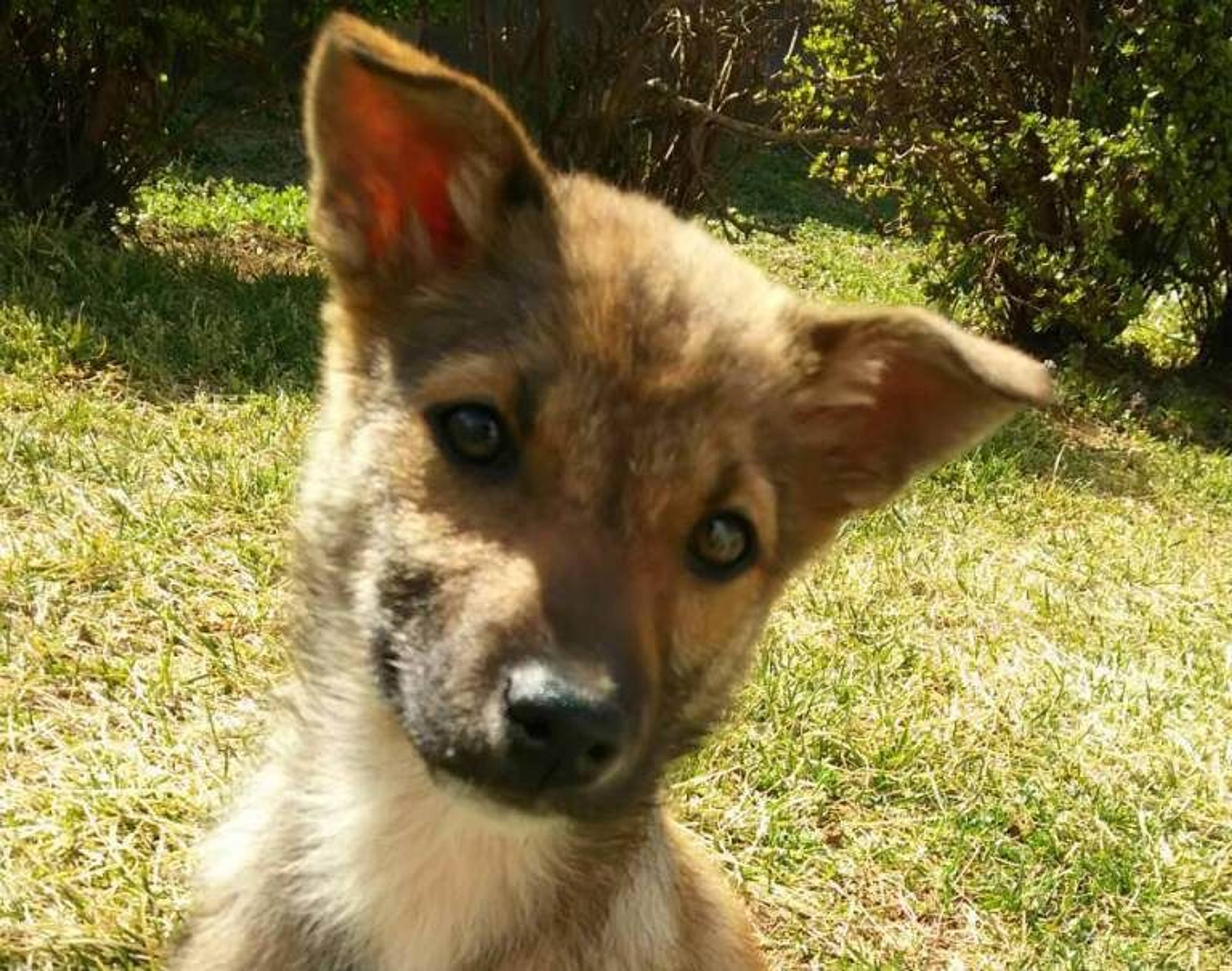 雑種（ミックス犬）・メスの里親募集の写真