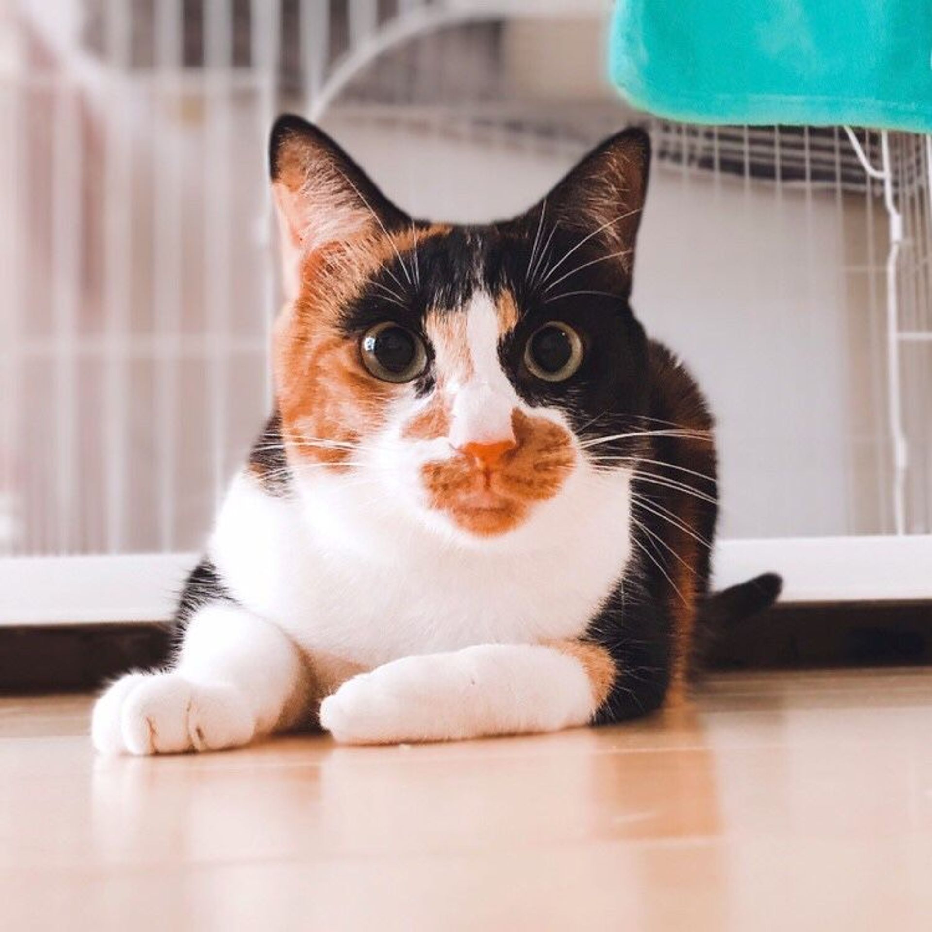 雑種（ミックス猫）・メスの里親募集の写真