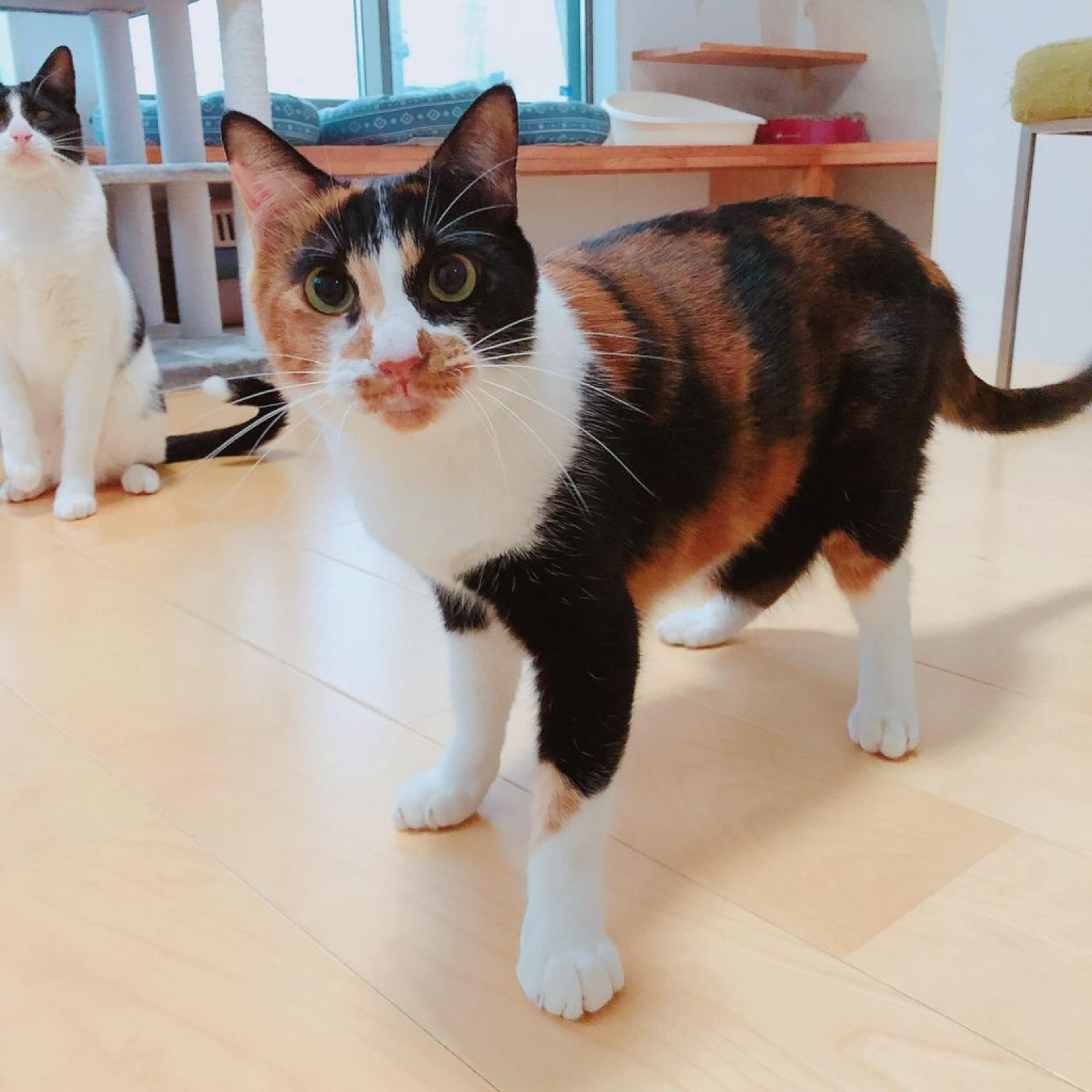 pet-image-2