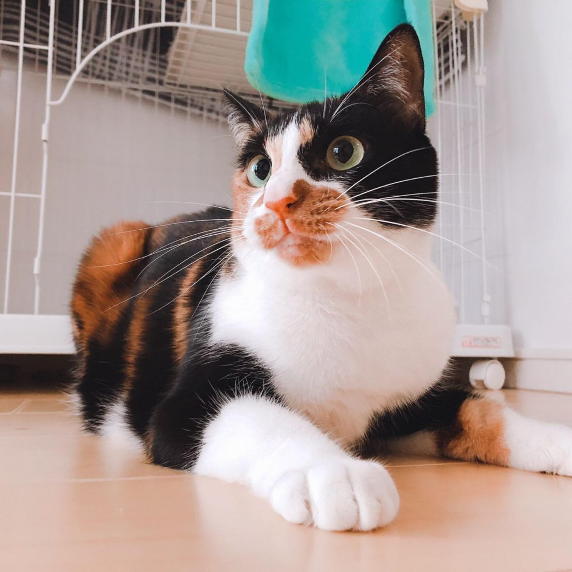 pet-image-3