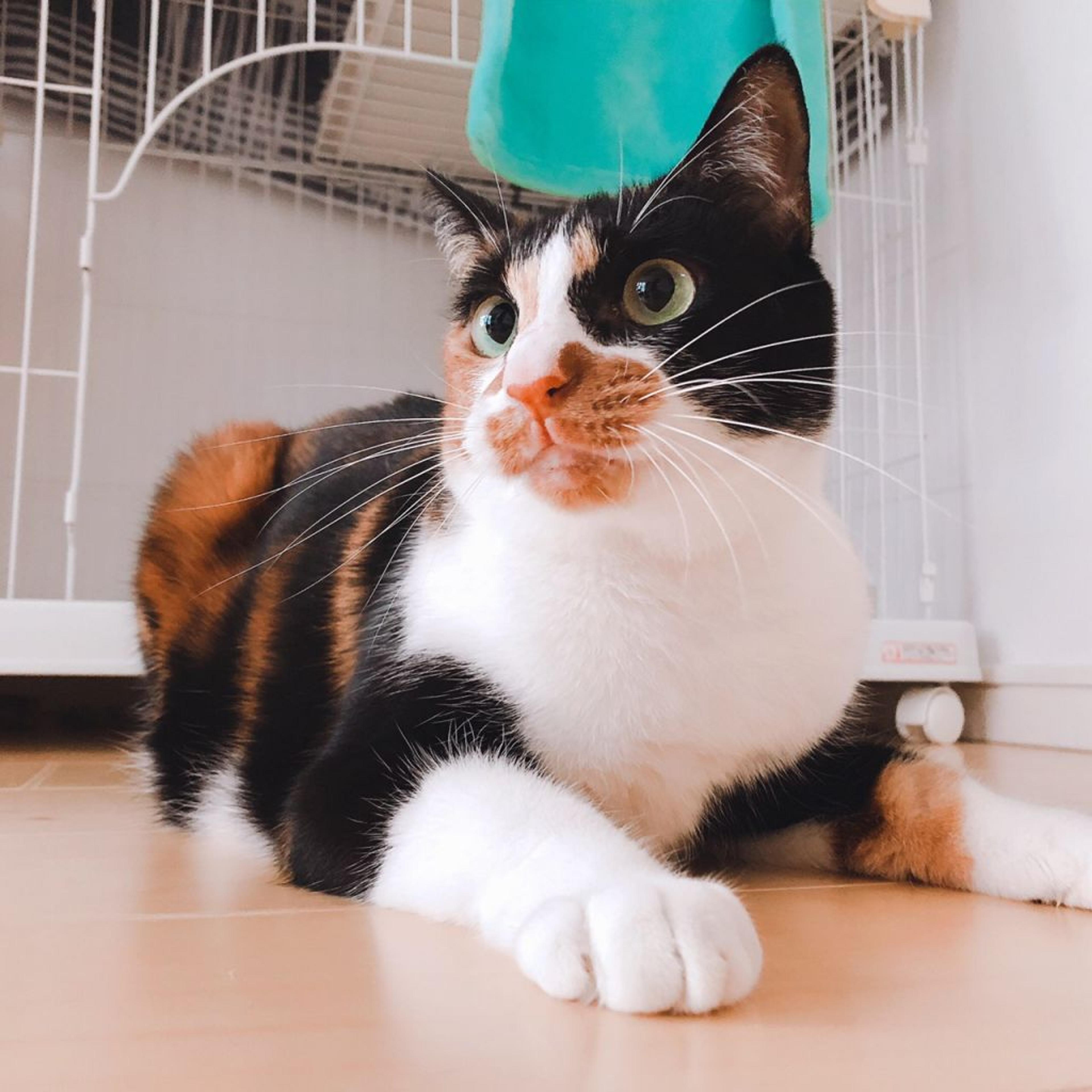 pet-image-3