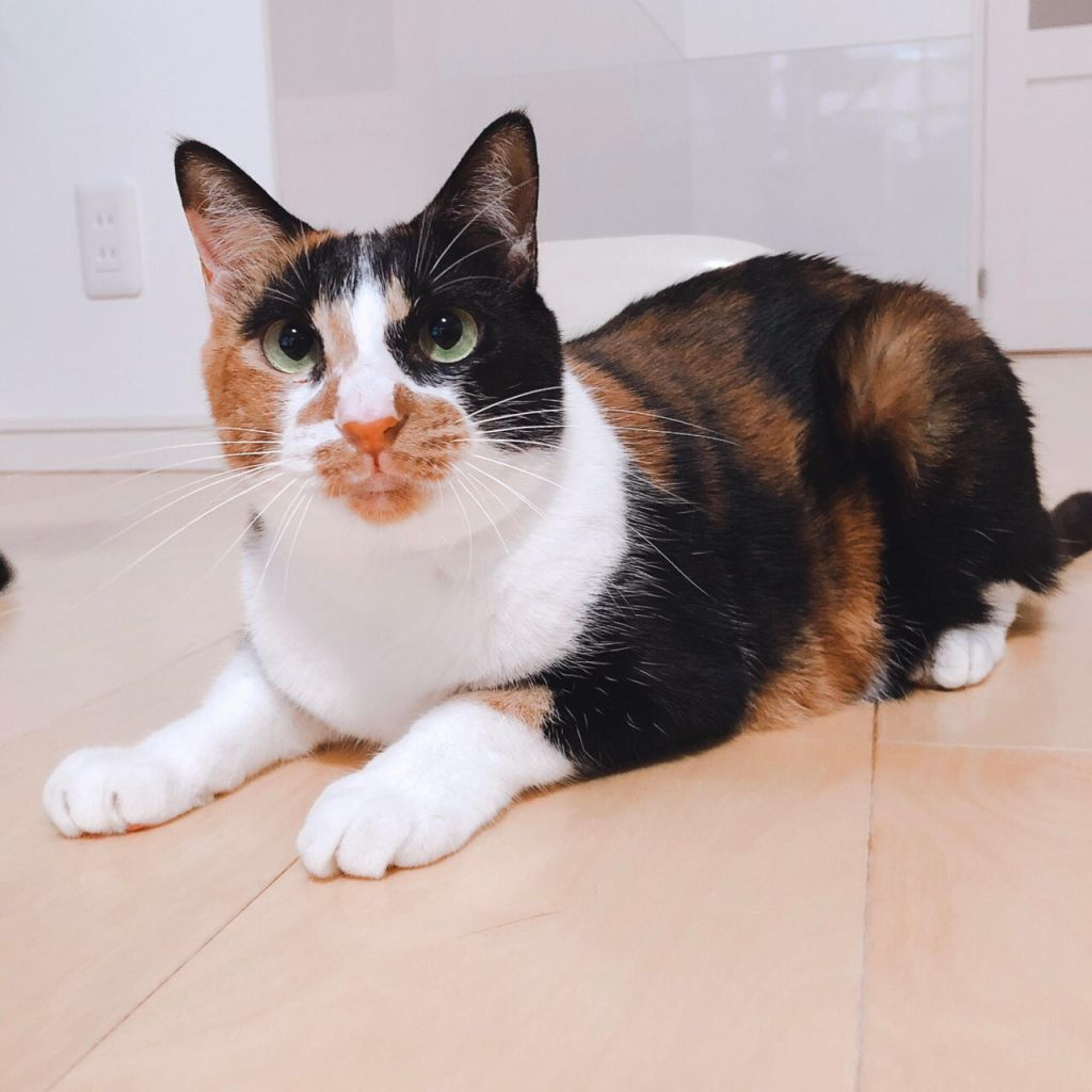 pet-image-4