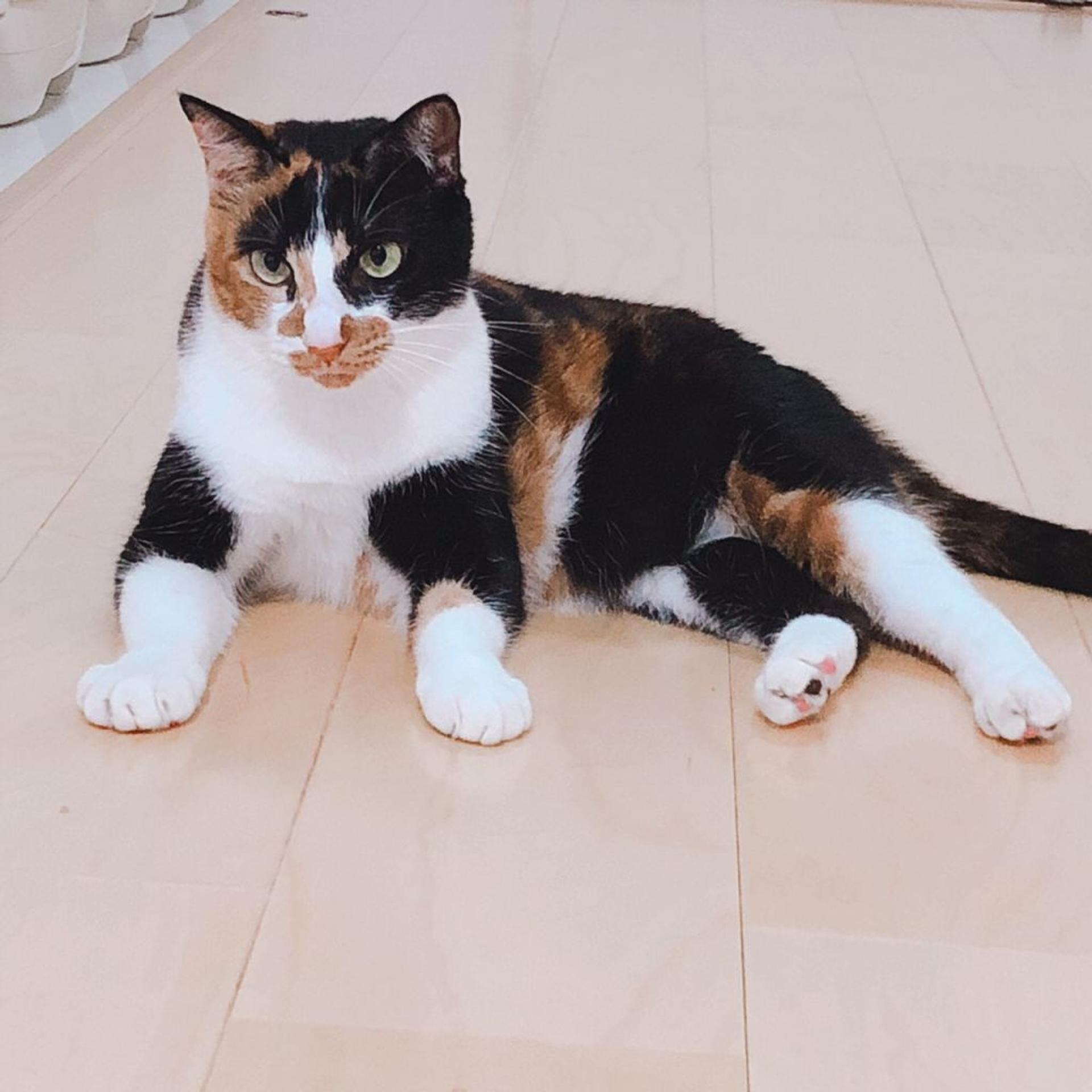 pet-image-5