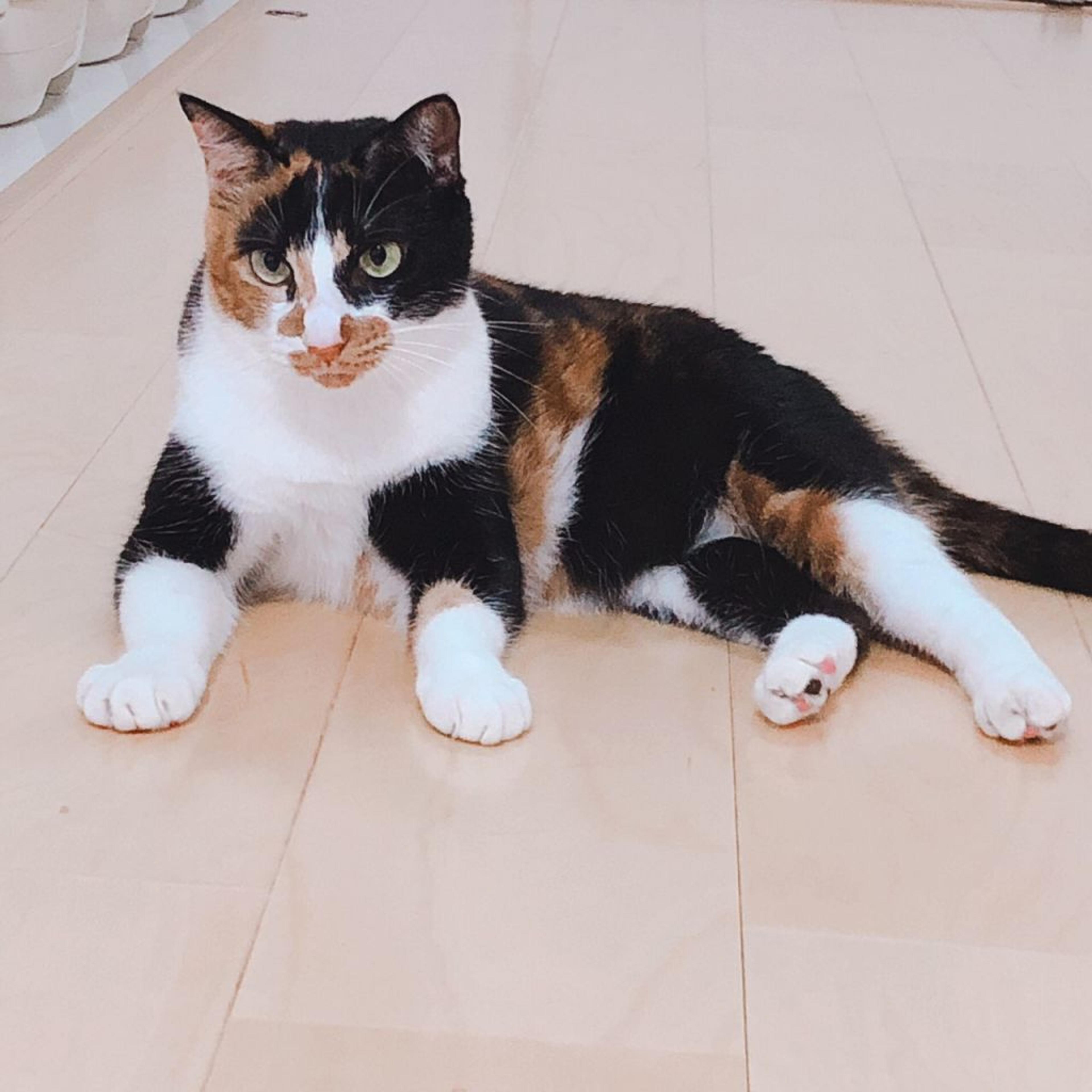 pet-image-5