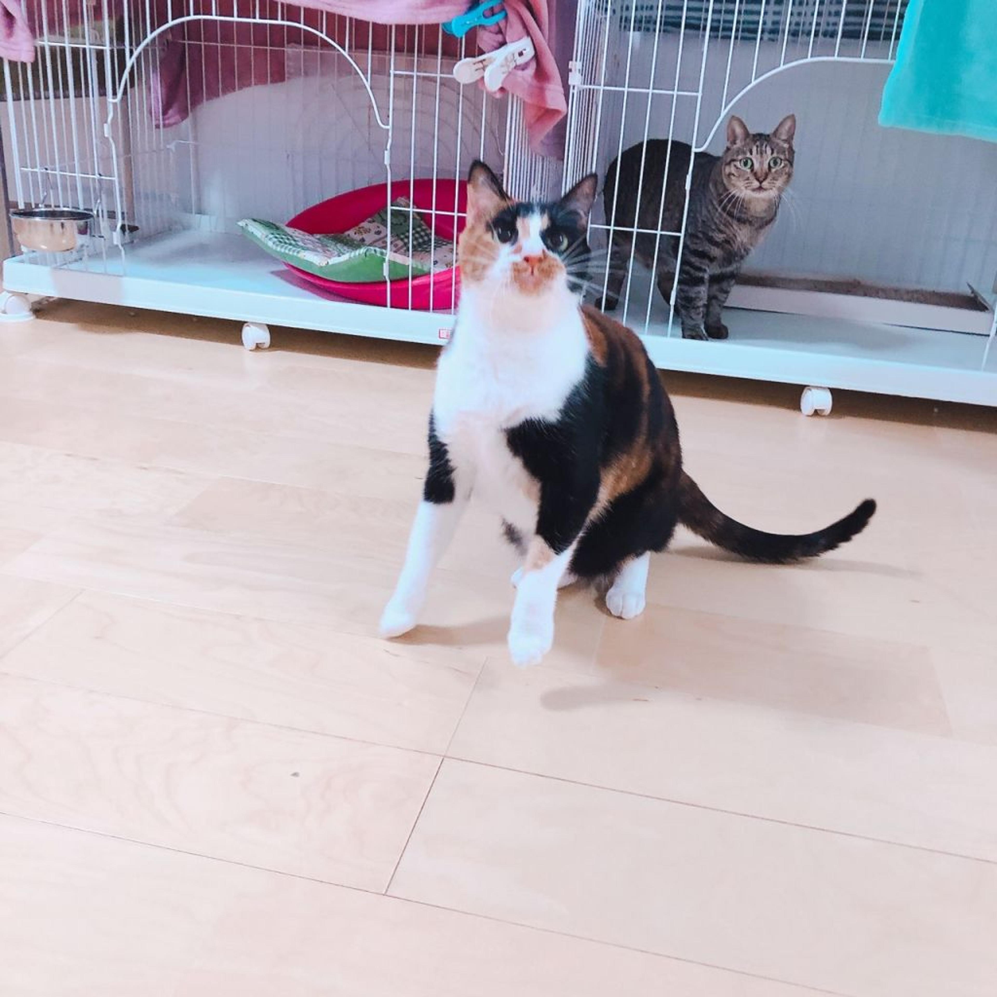 pet-image-6