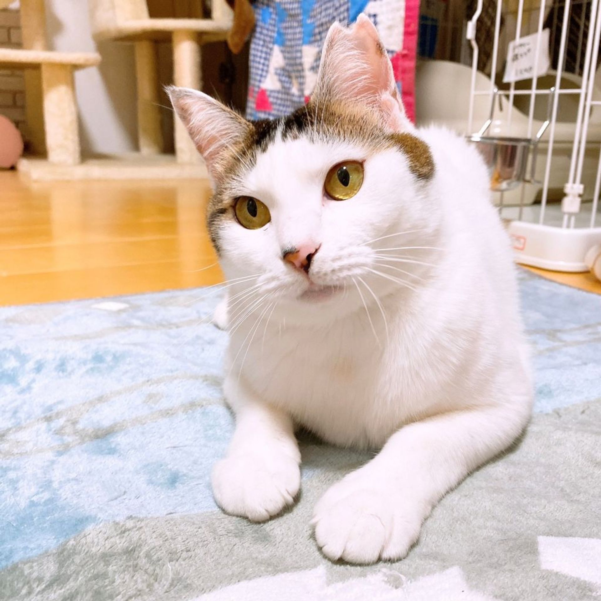 雑種（ミックス猫）・メスの里親募集の写真