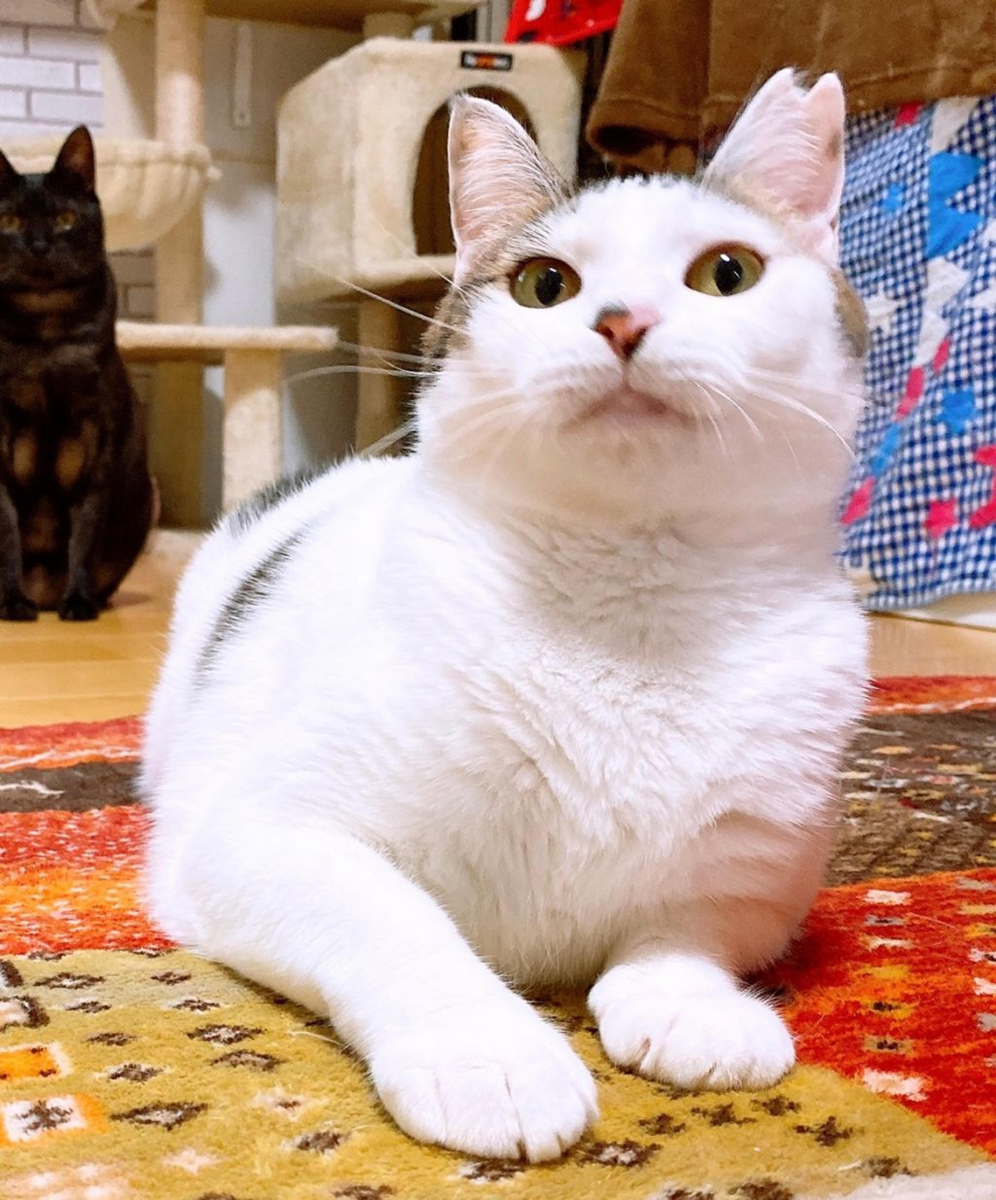 pet-image-2