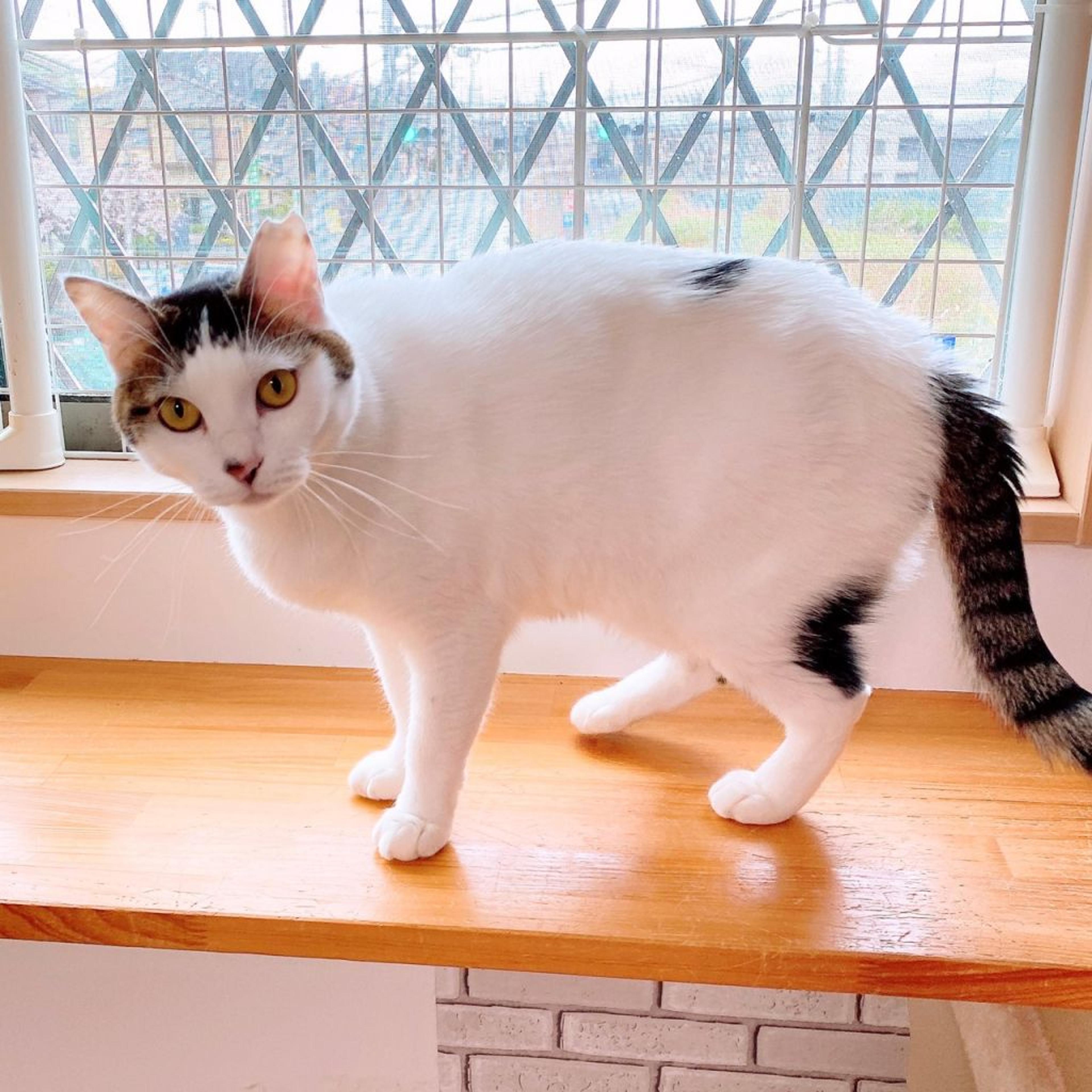 pet-image-3