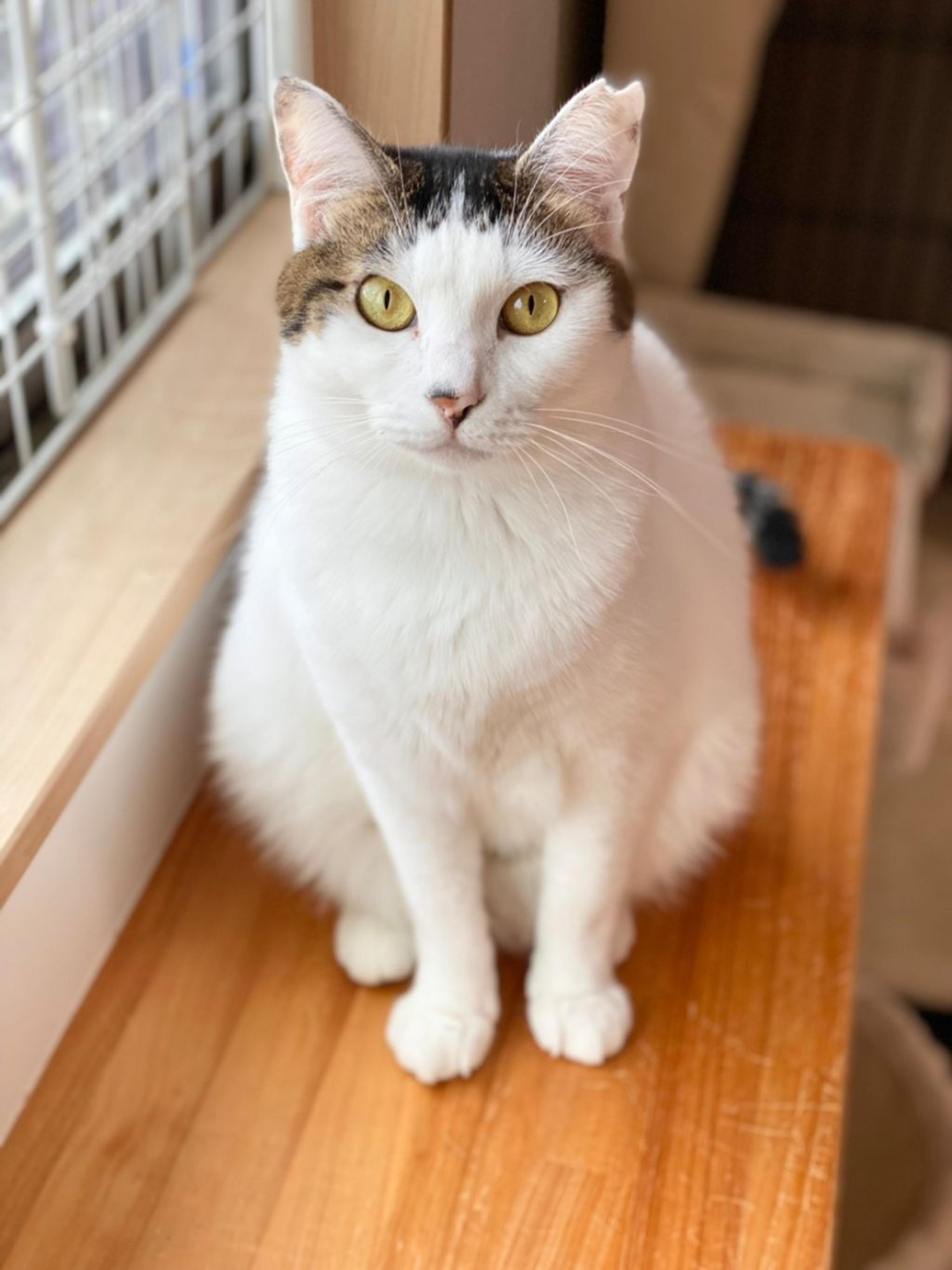 pet-image-4