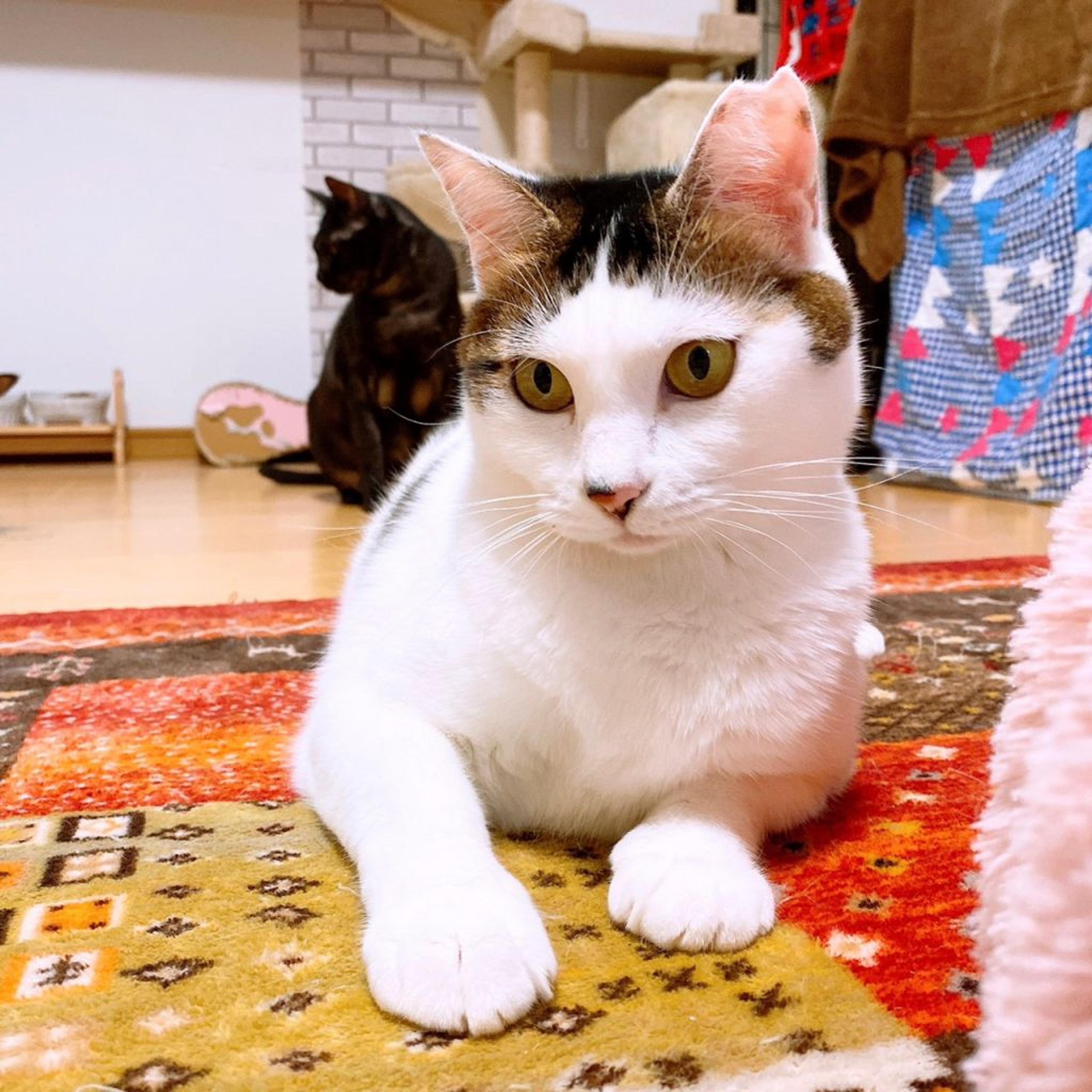 pet-image-5