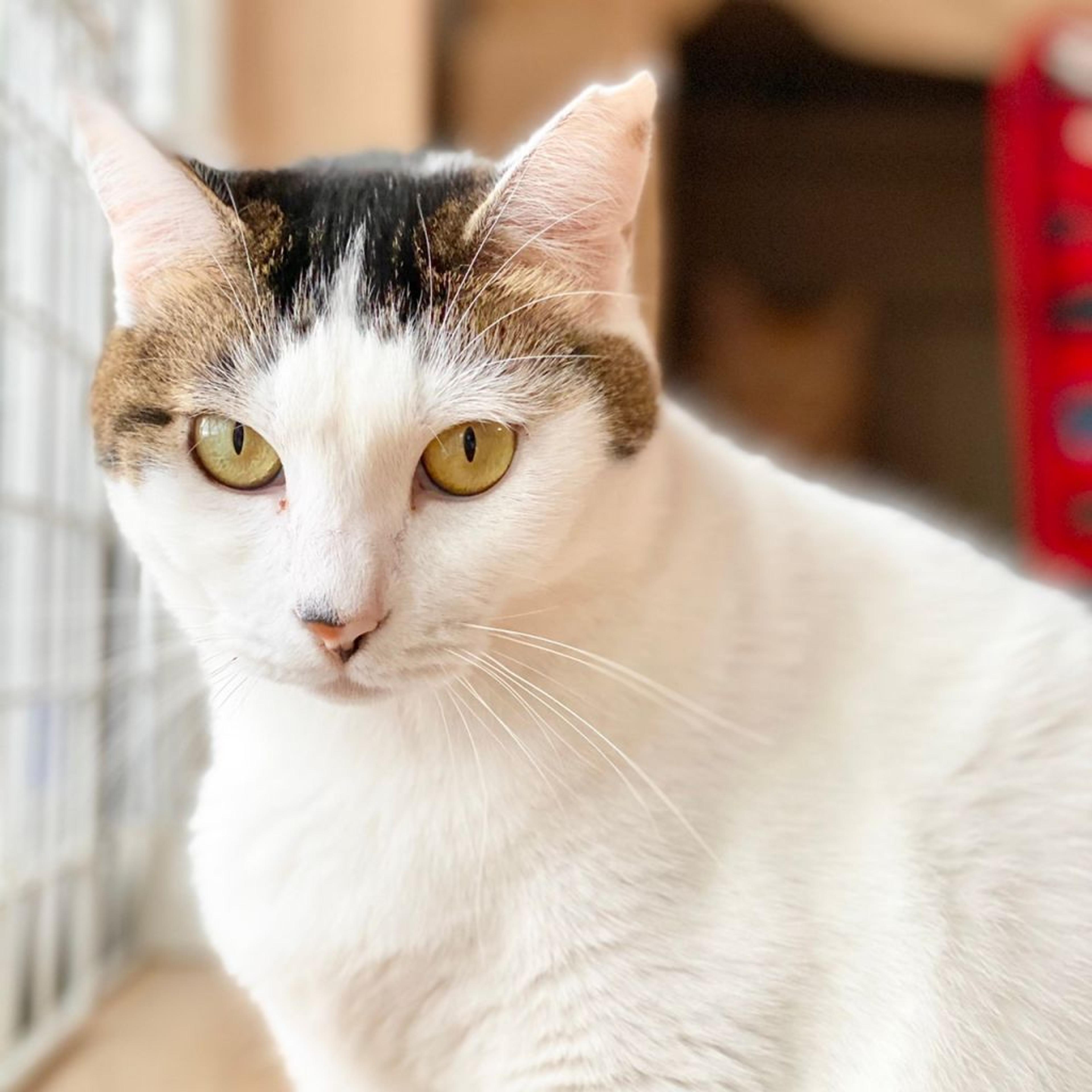 pet-image-6