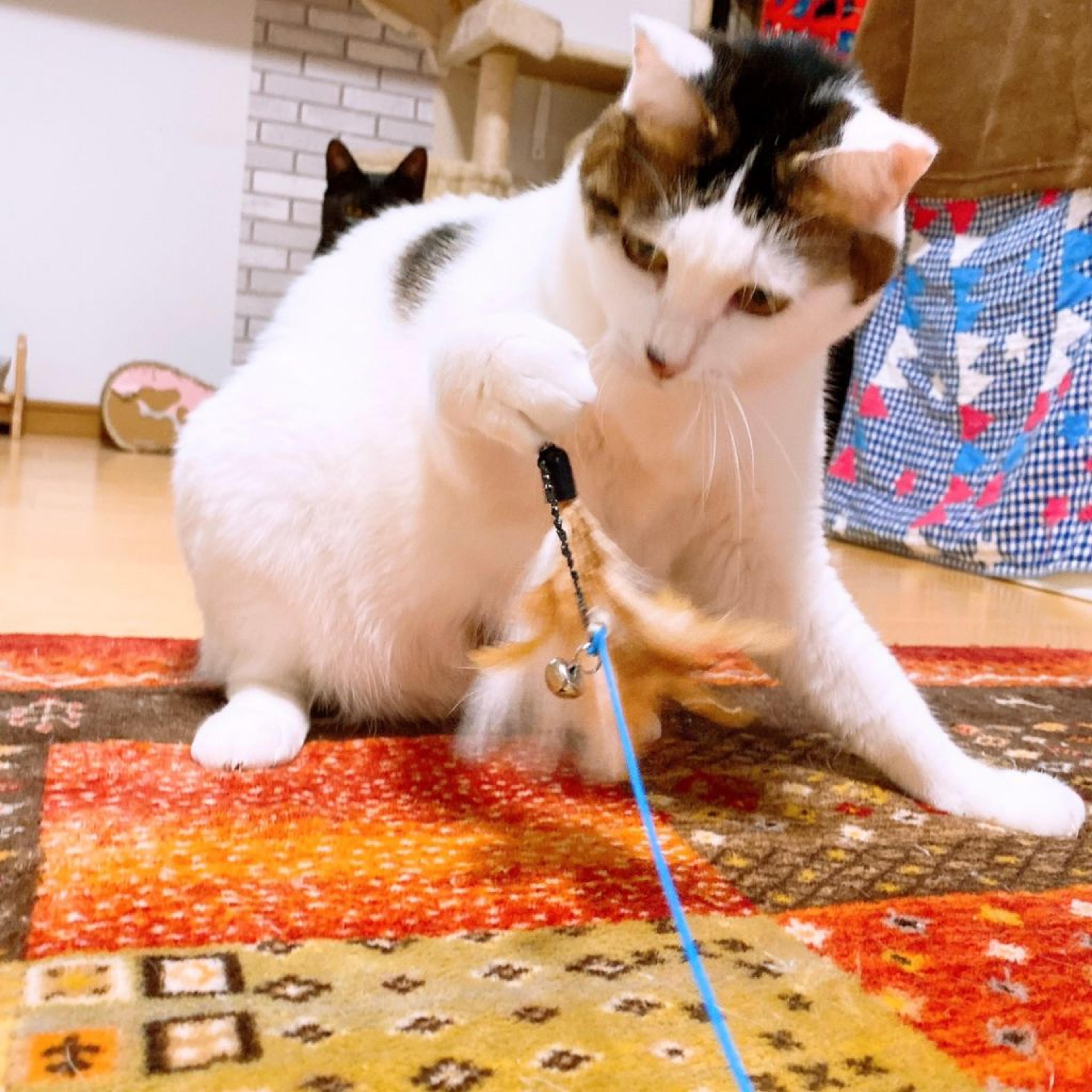 pet-image-7