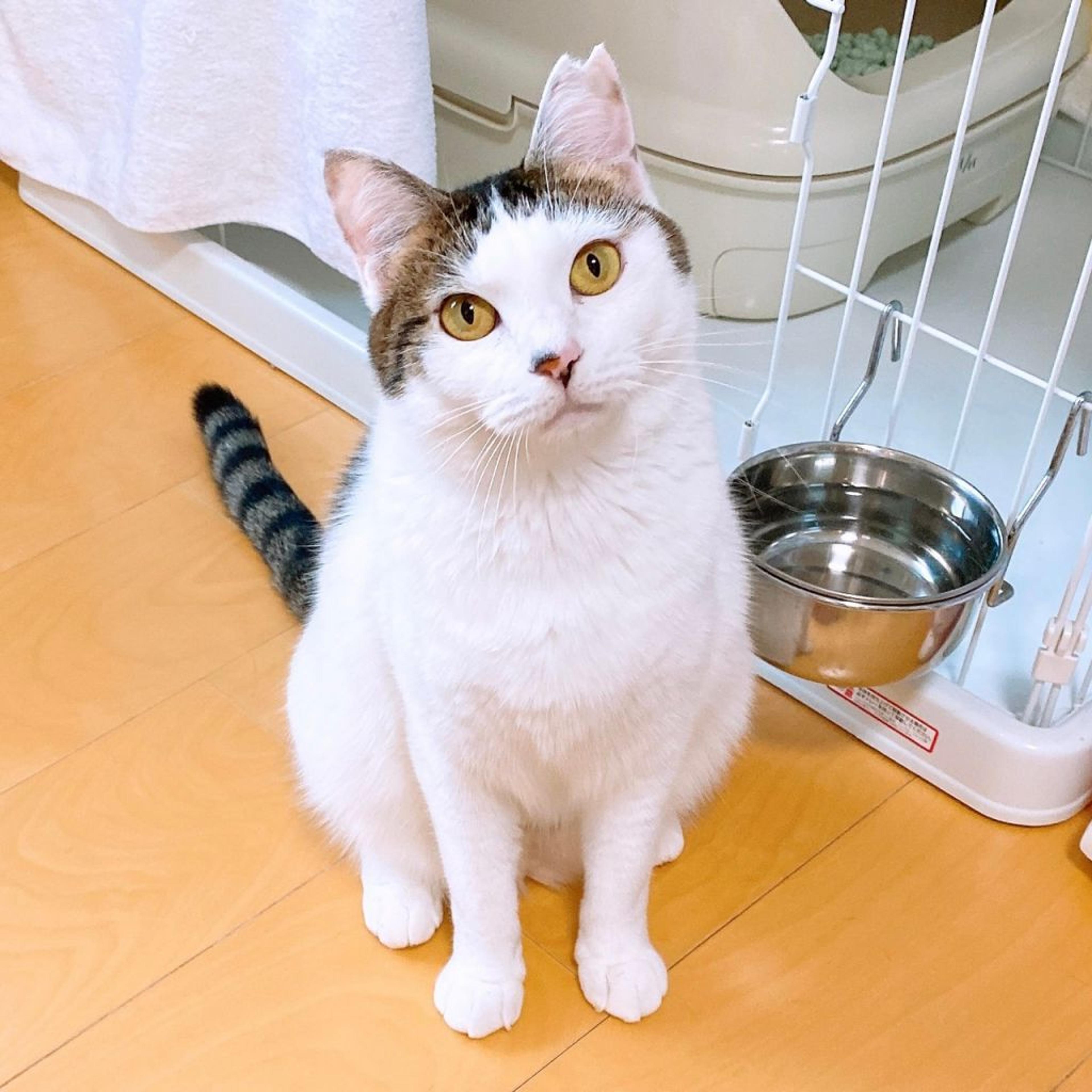 pet-image-8