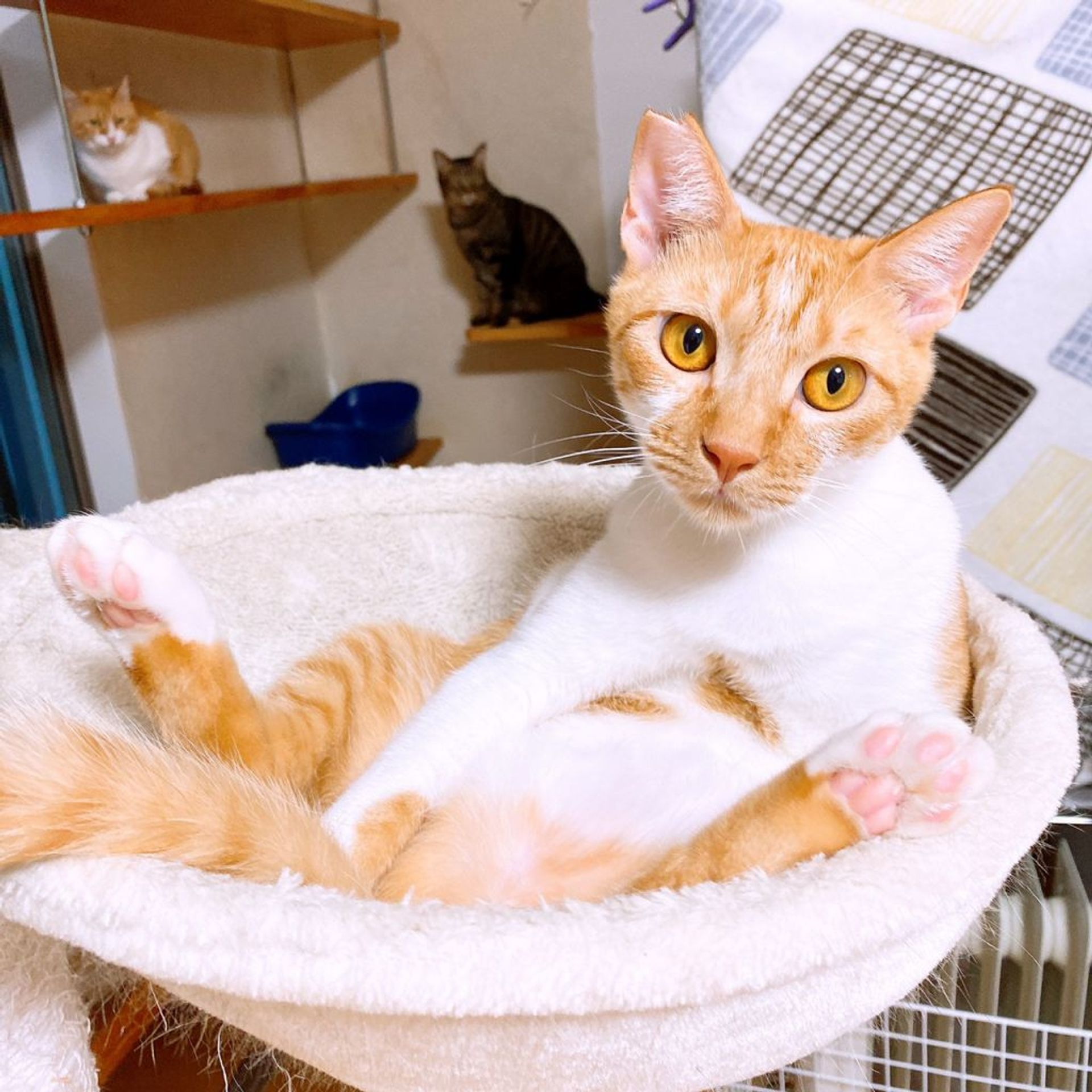 雑種（ミックス猫）・オスの里親募集の写真