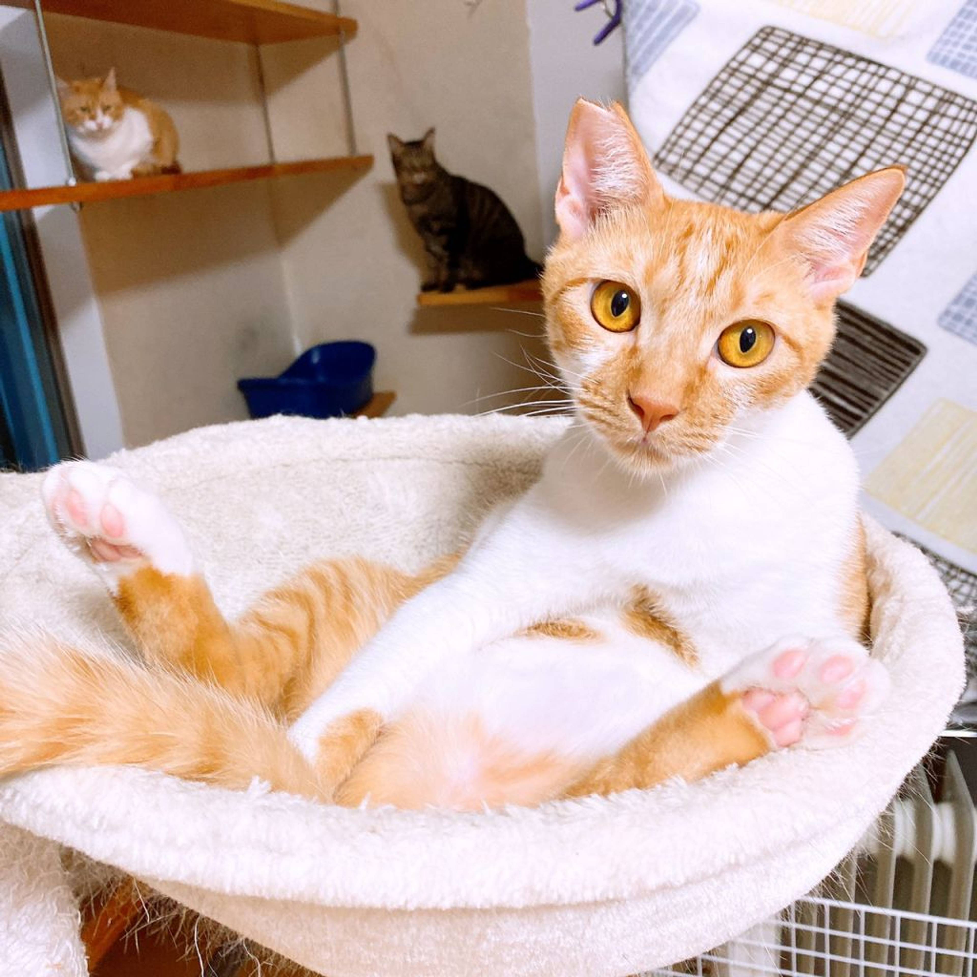 雑種（ミックス猫）・オスの里親募集の写真