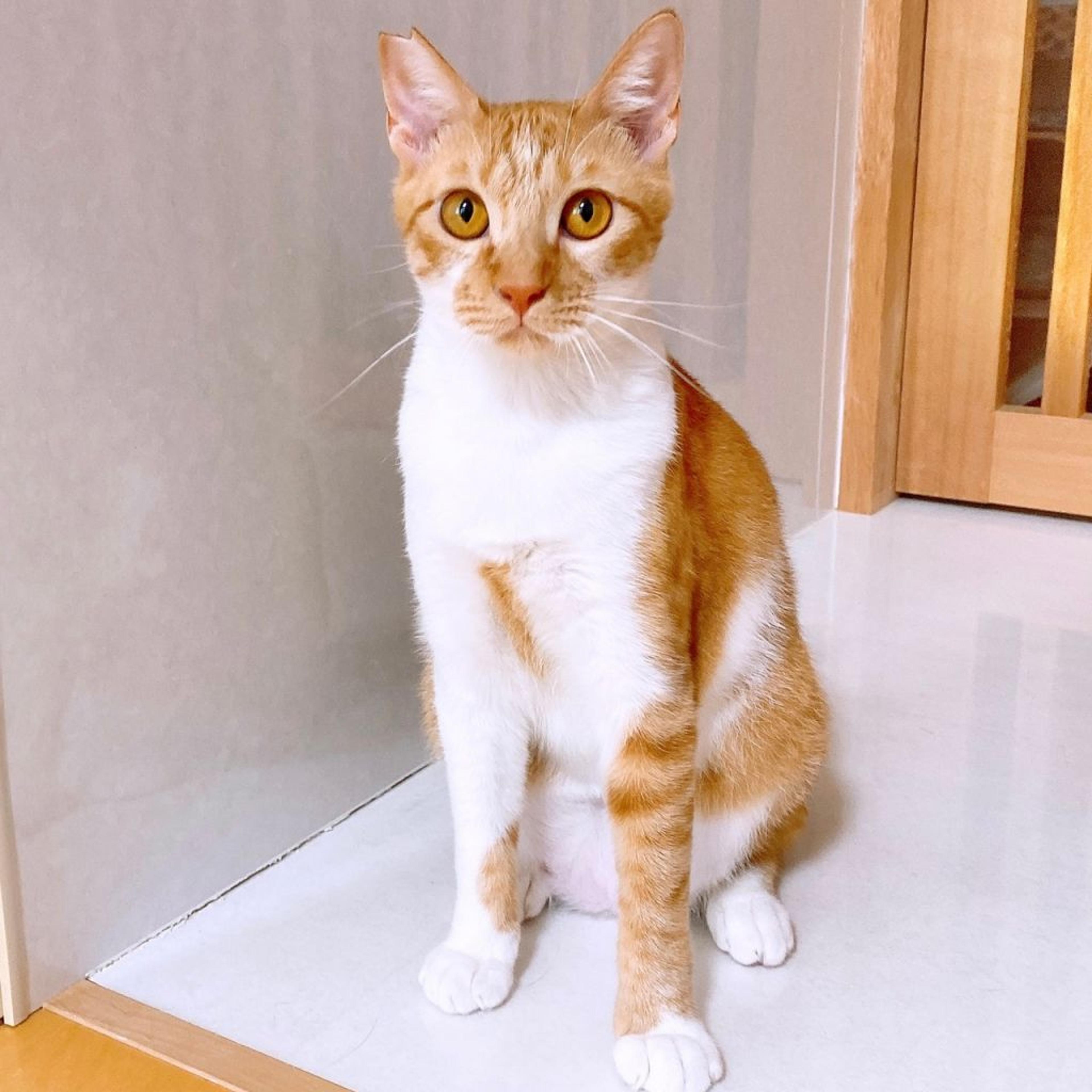 pet-image-2