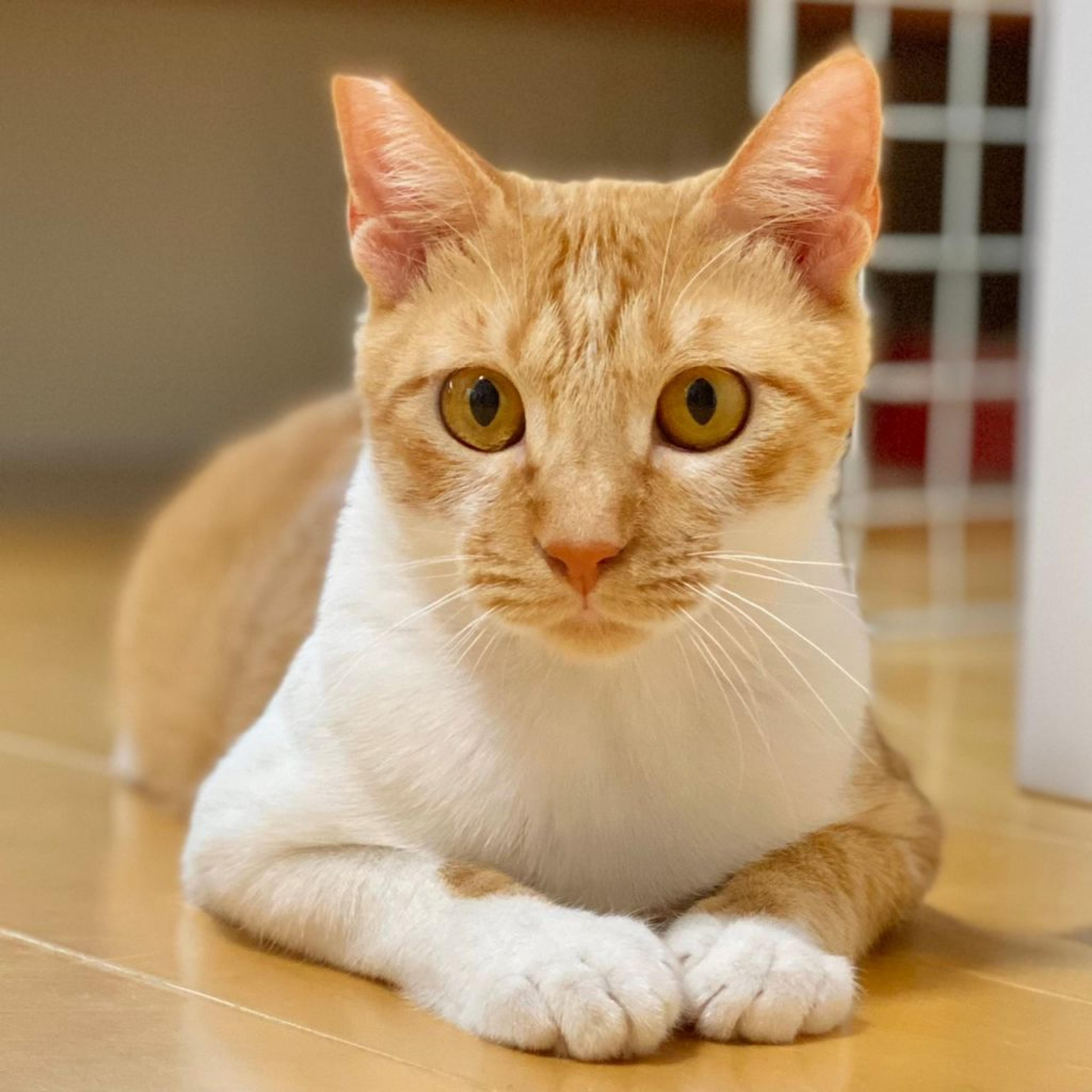 pet-image-3