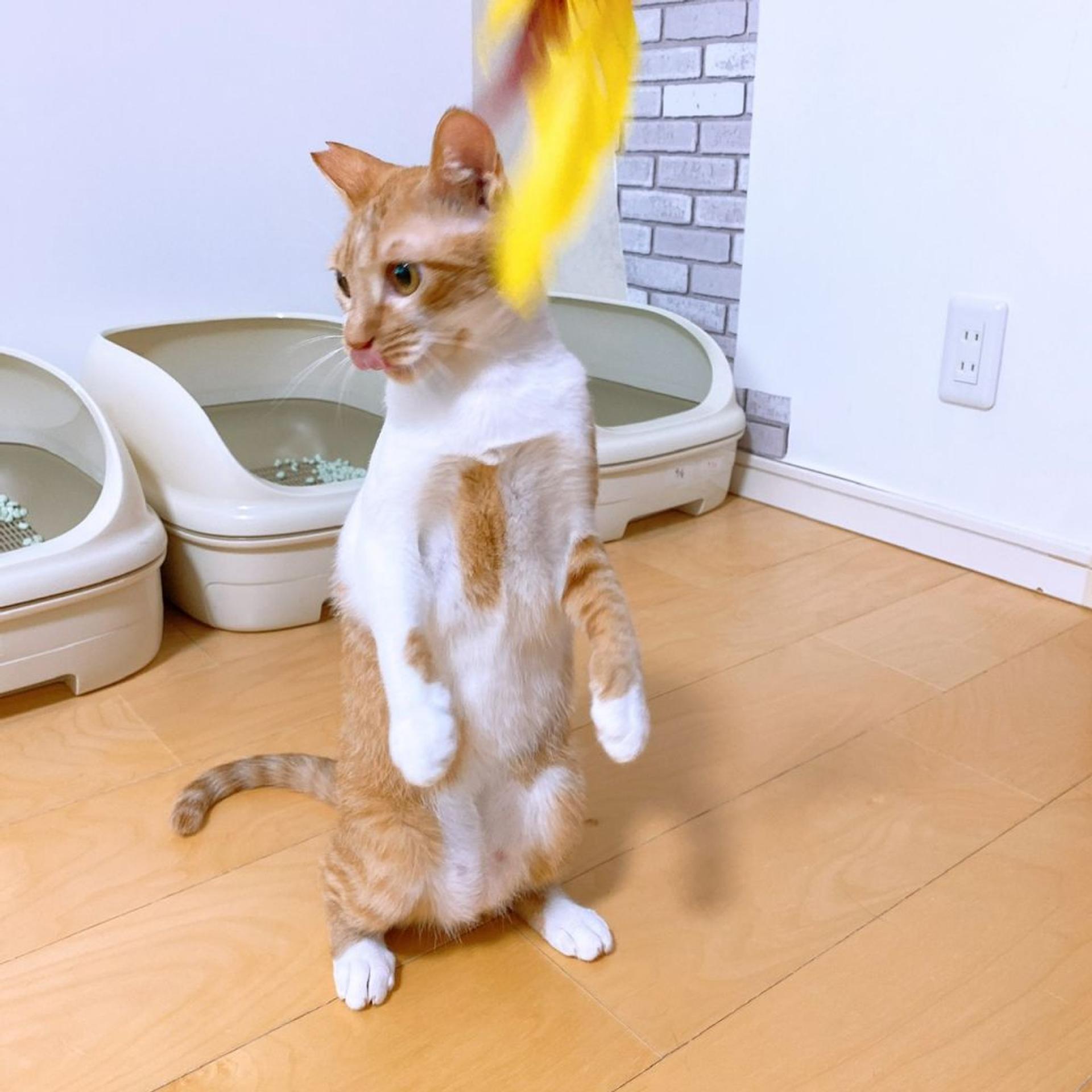 pet-image-4
