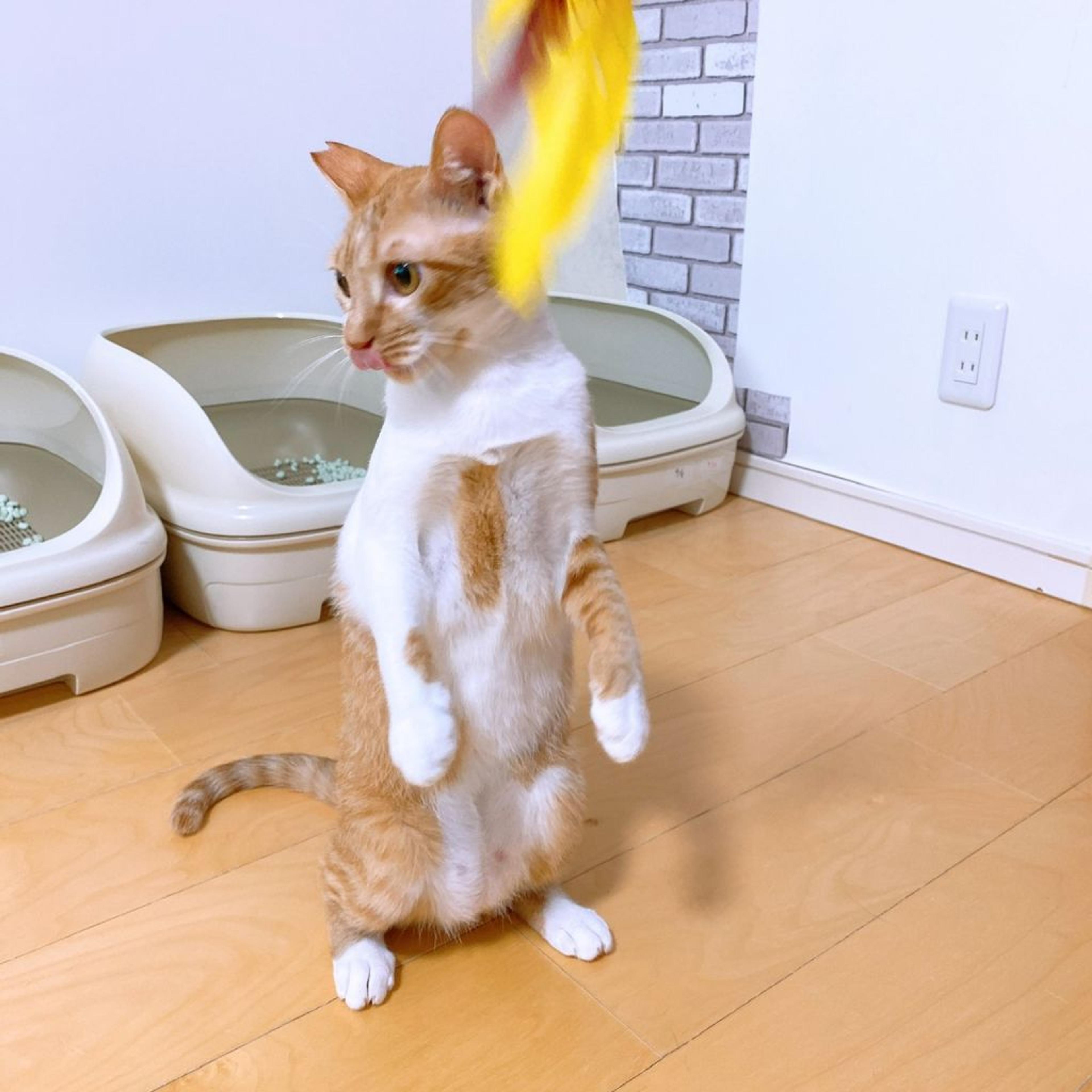 pet-image-4