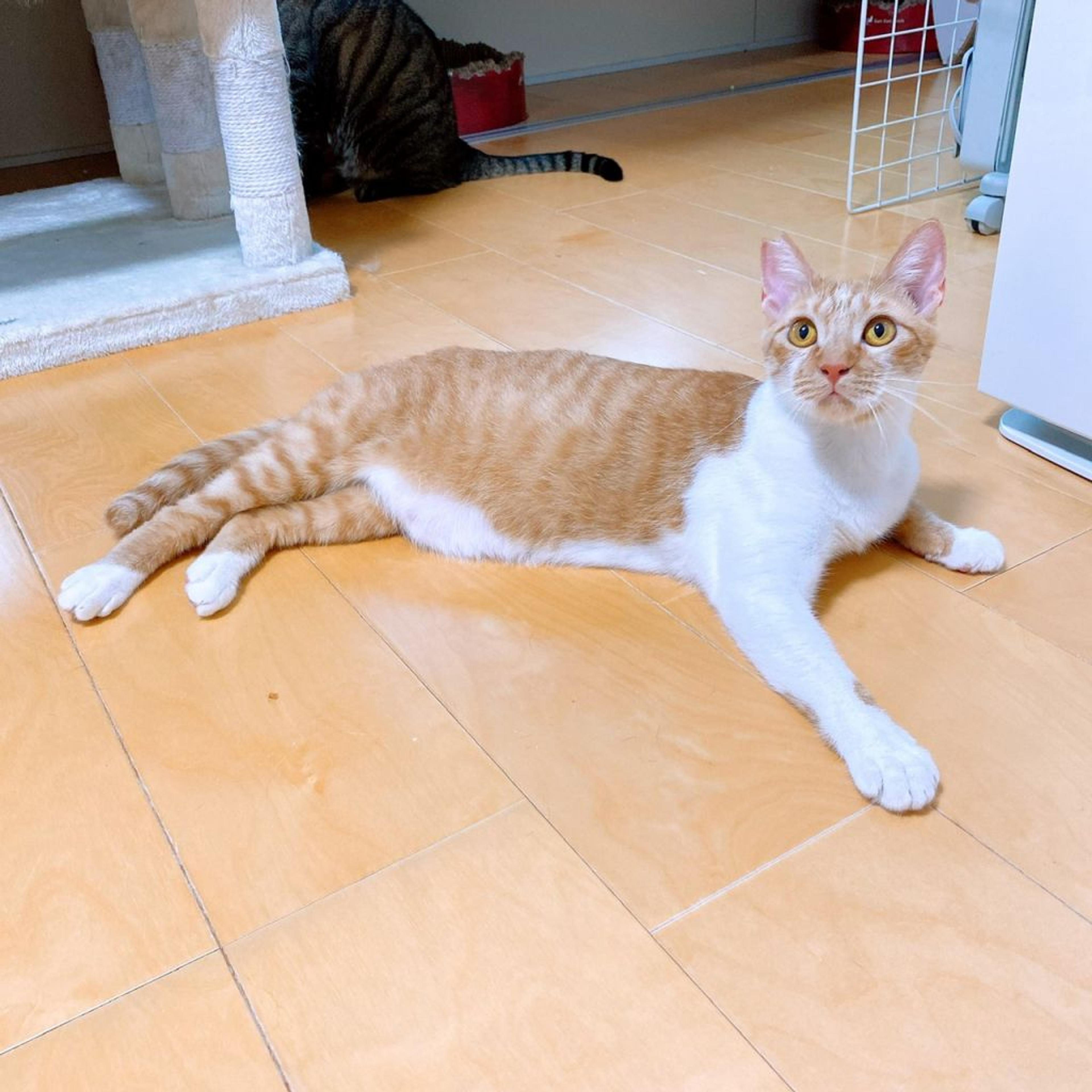pet-image-5