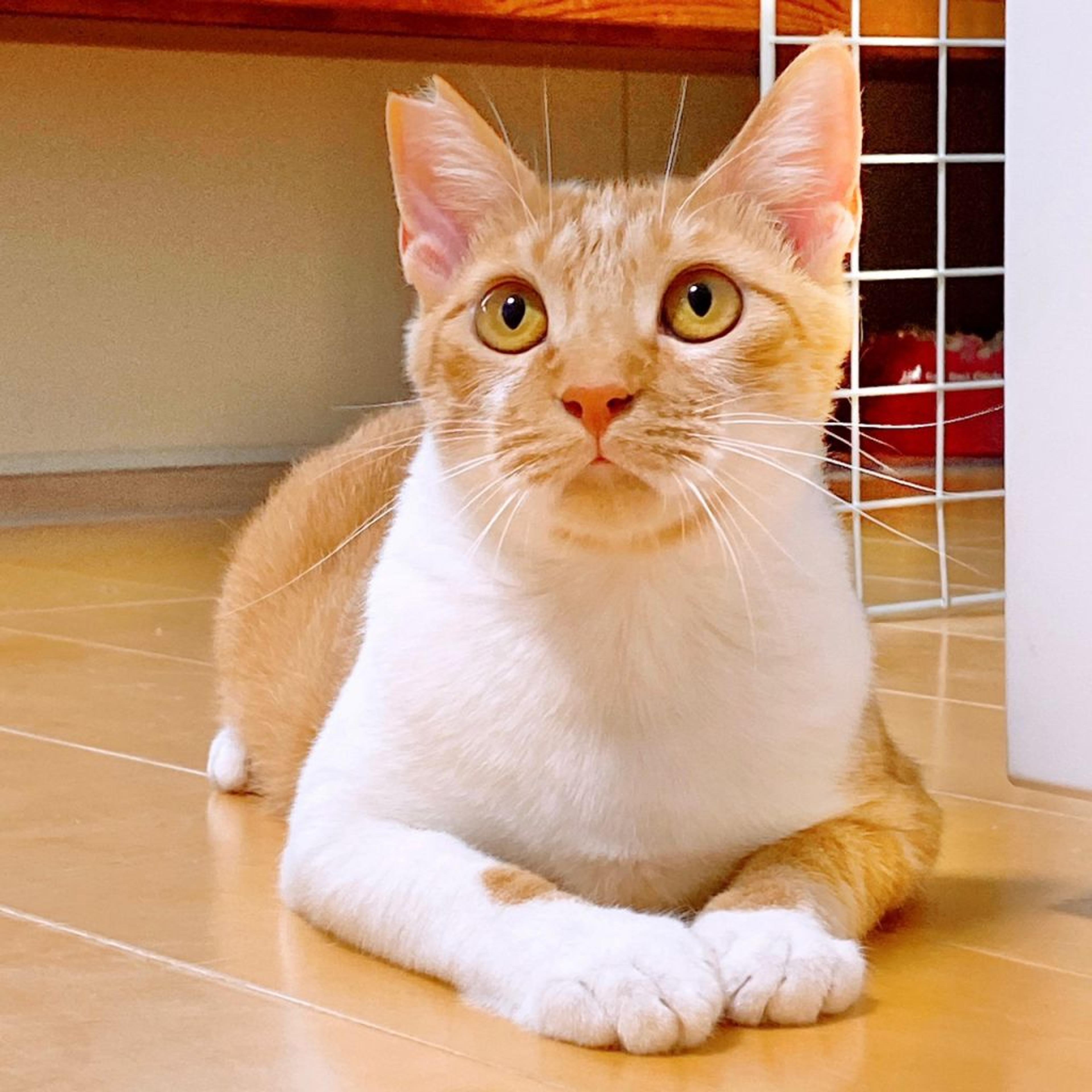 pet-image-6