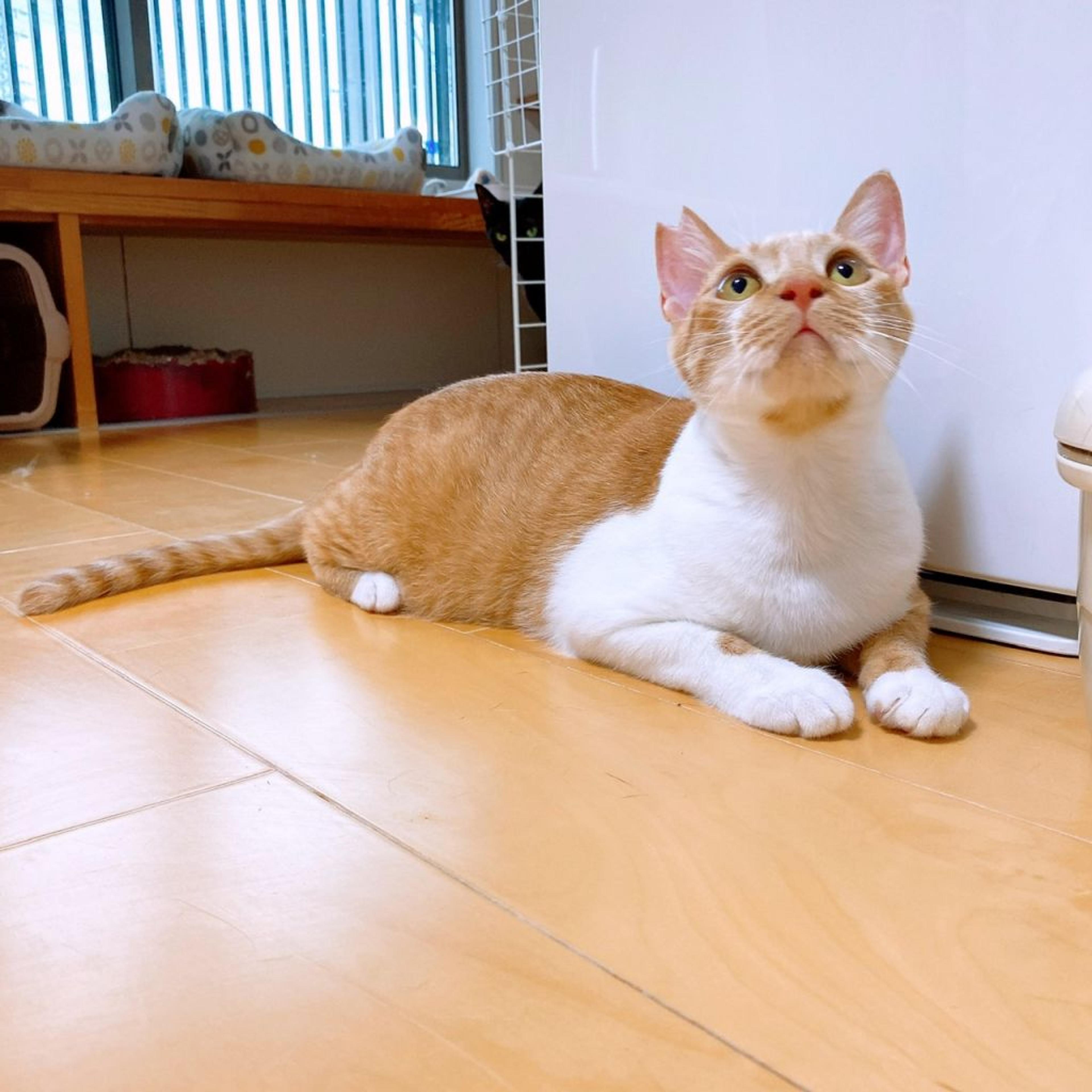 pet-image-7