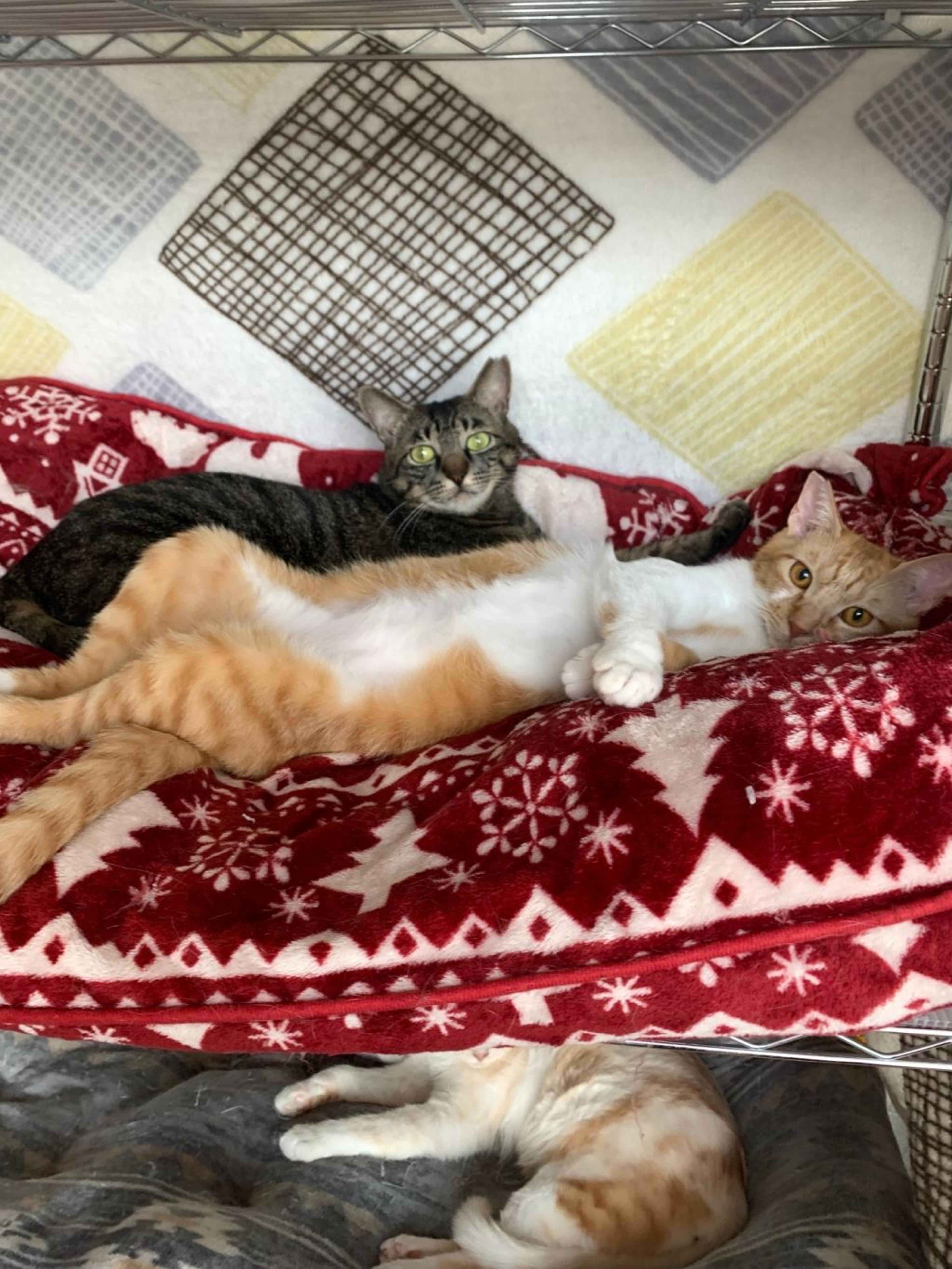 pet-image-8