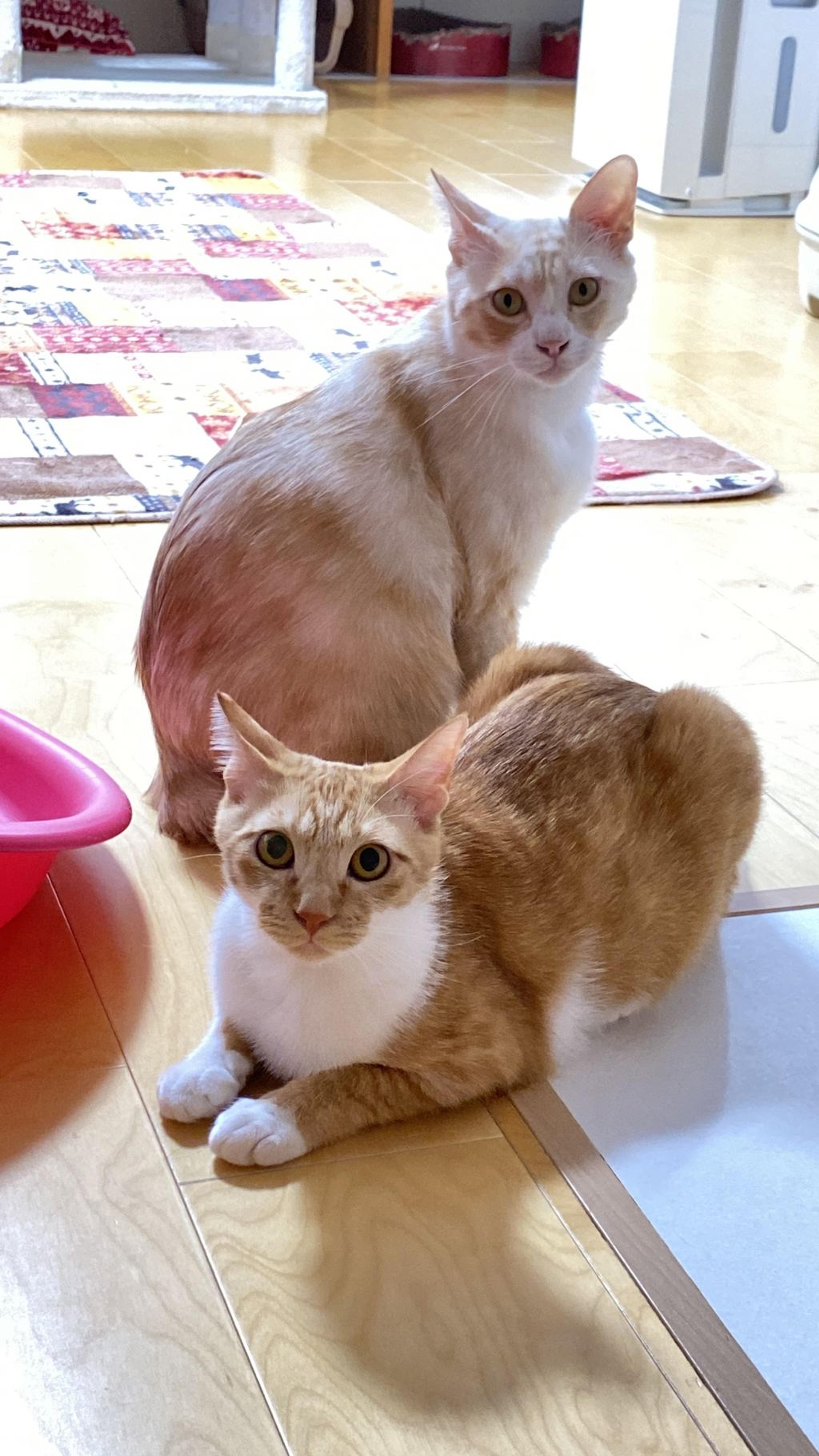 pet-image-9