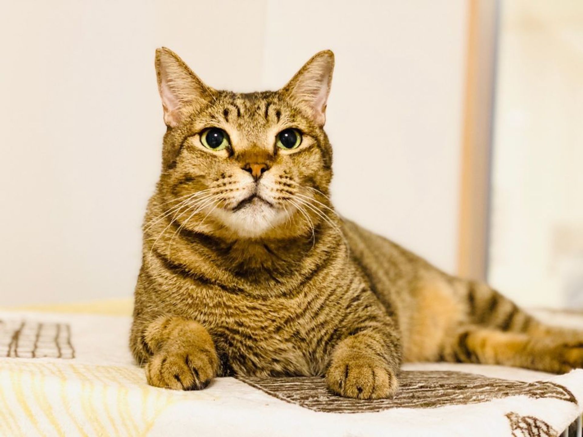 雑種（ミックス猫）・オスの里親募集の写真