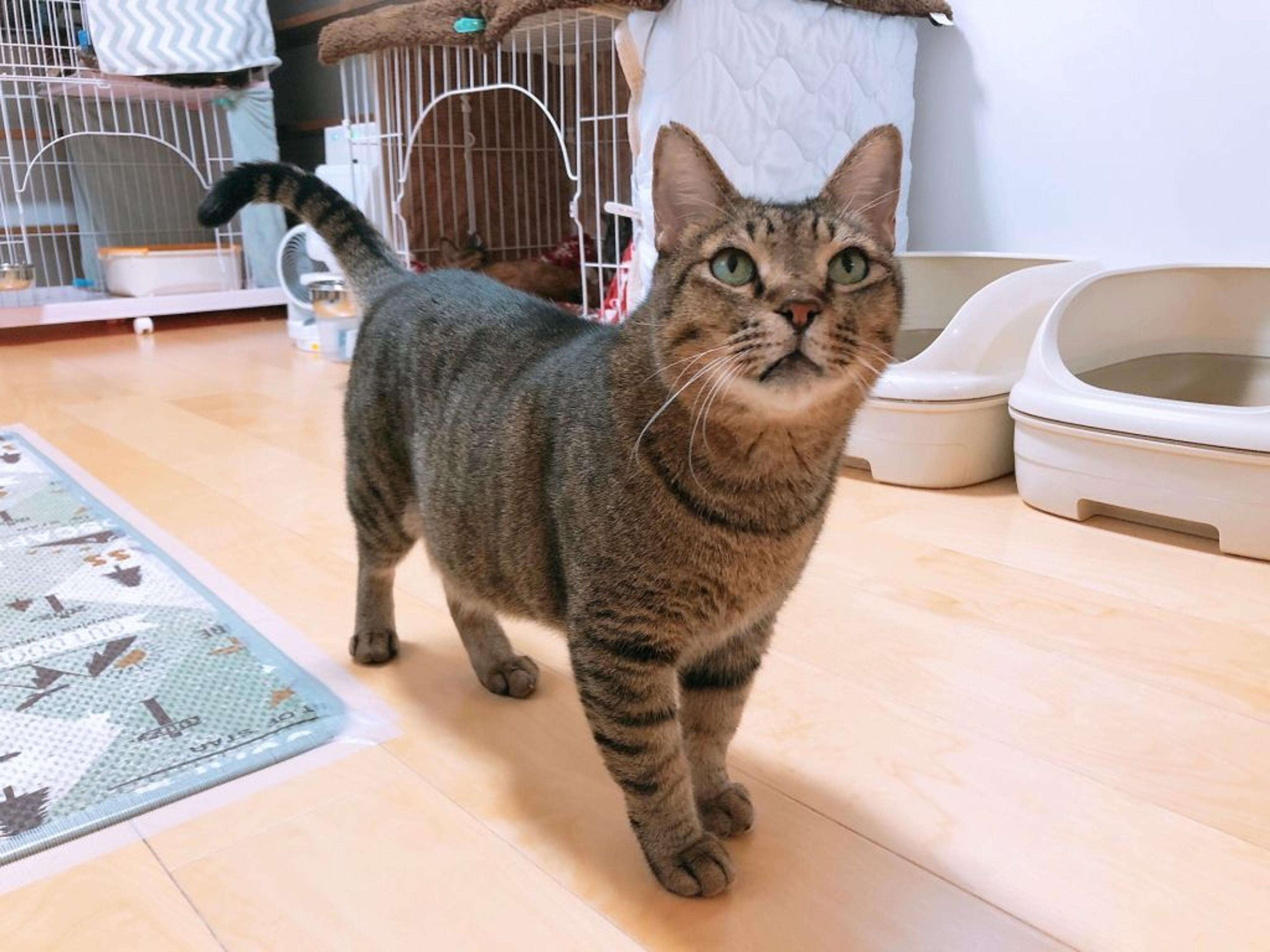 pet-image-2