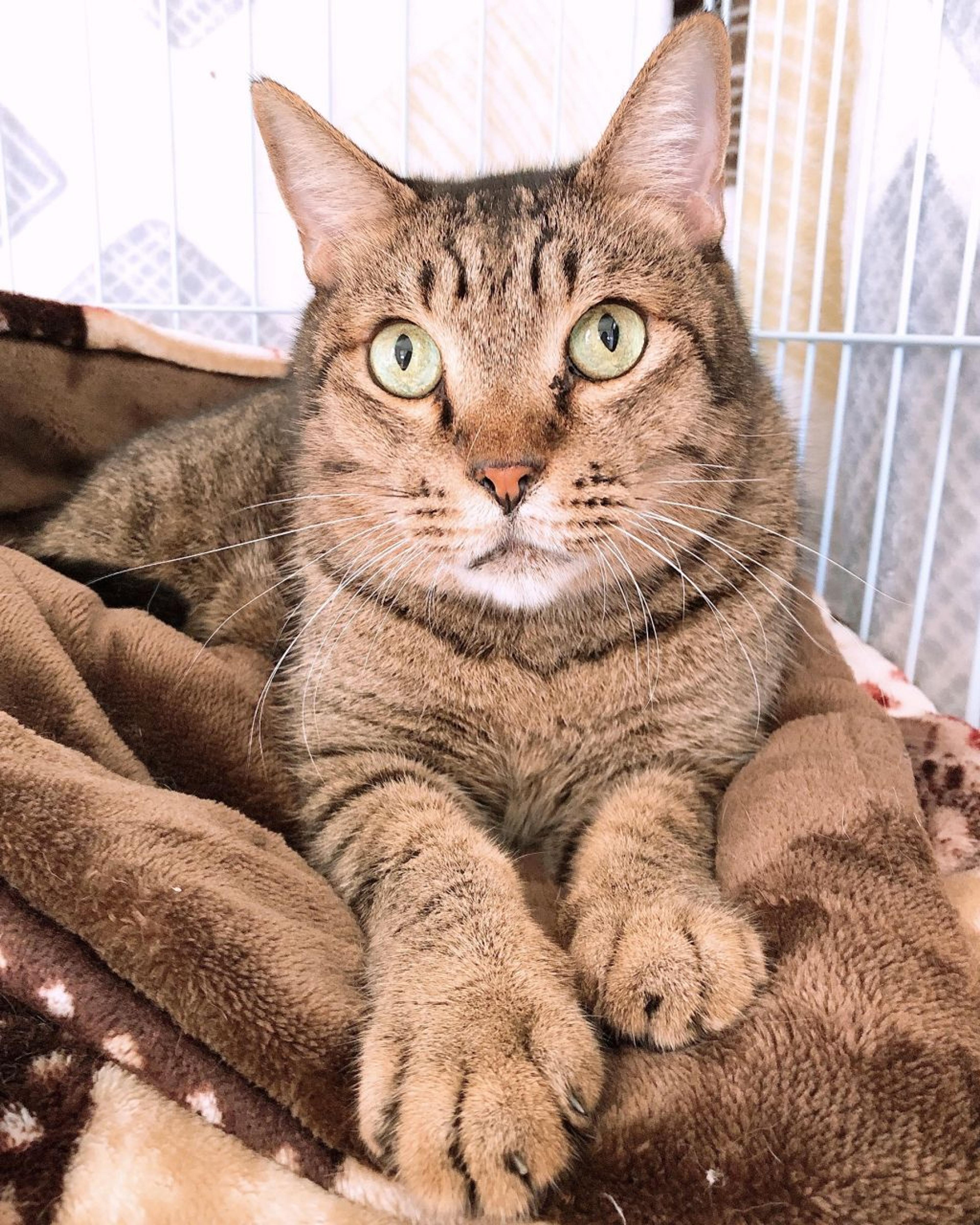 pet-image-4