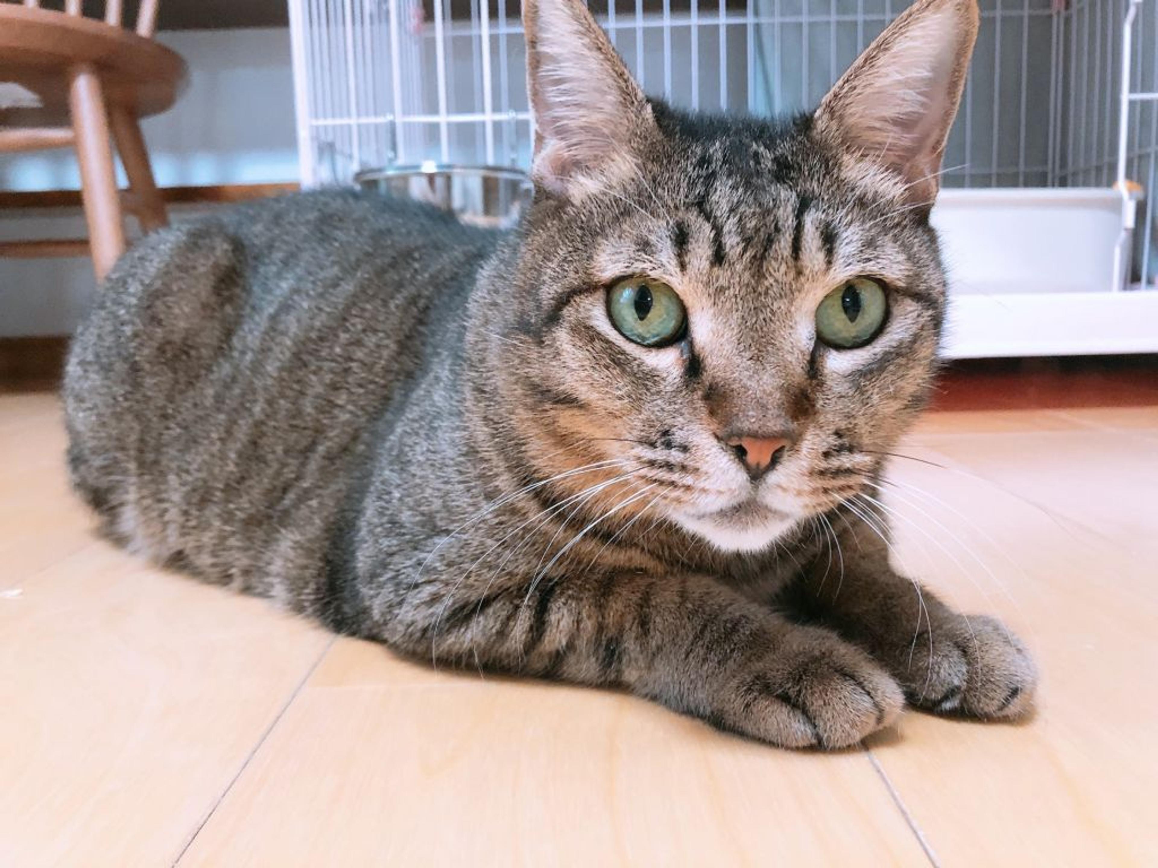 pet-image-5